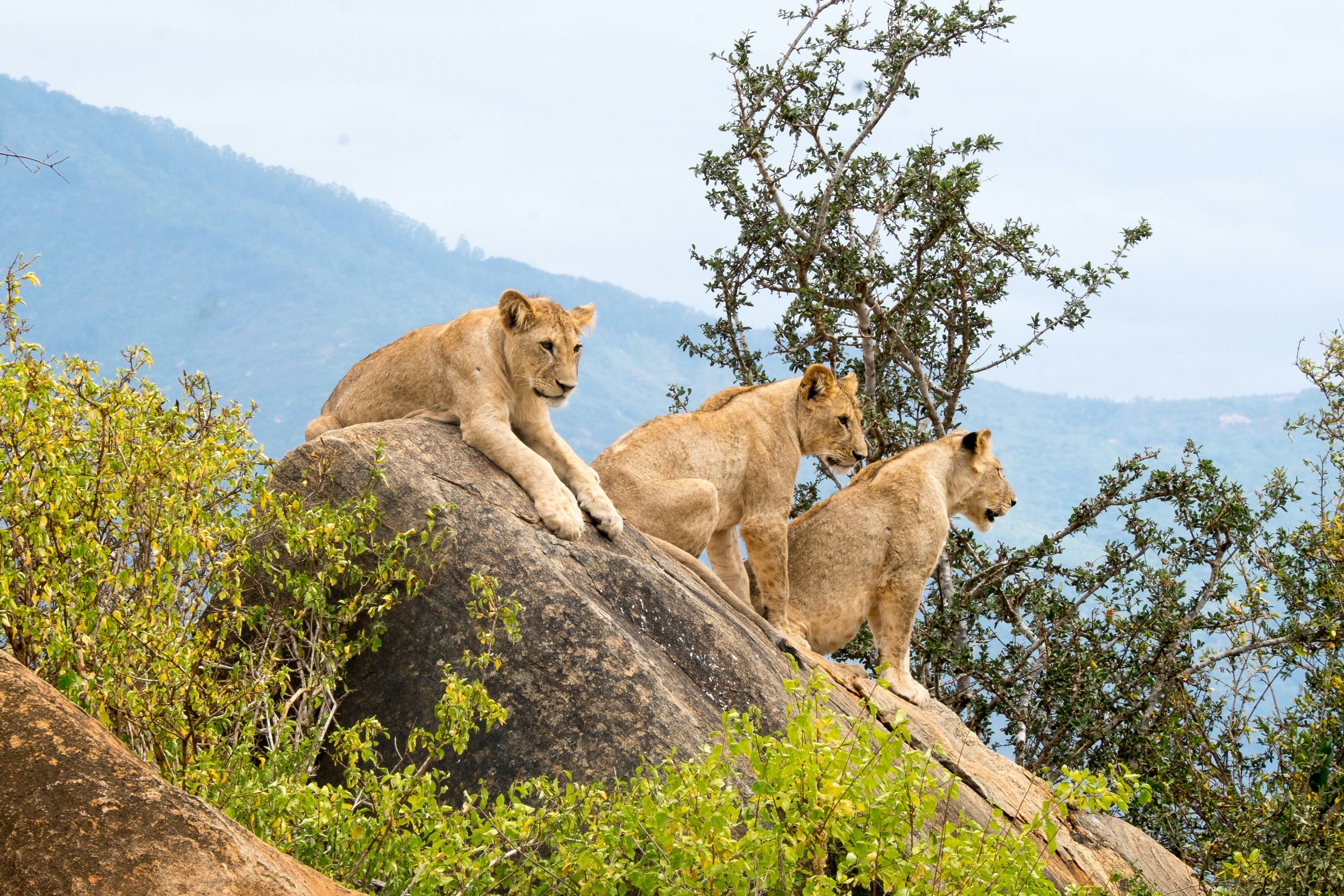 Tsavo East National Park - Area: 13,747 km² - Established: 1948