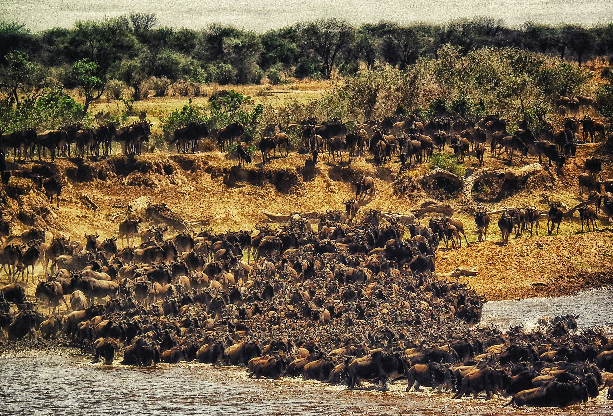 Maasai Mara National Reserve - Area: 1,510 km² - Established: 1961