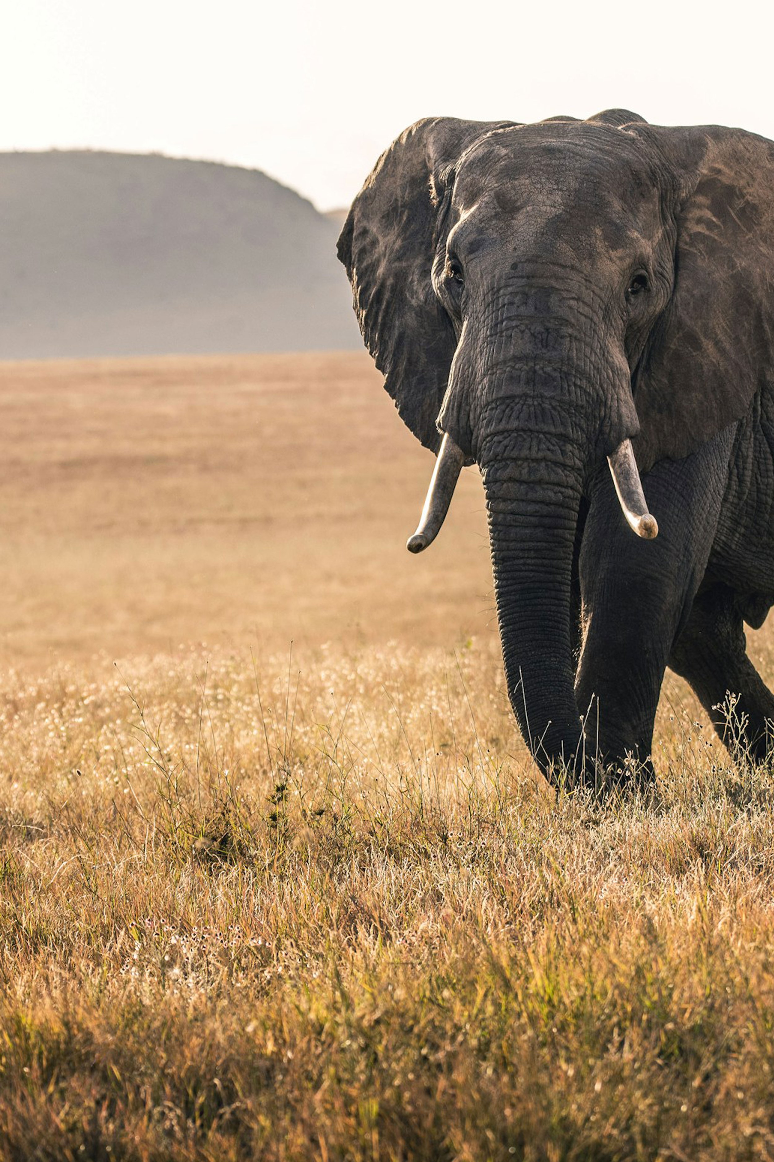 Amboseli National Park - Area: 392 km² - Established: 1974