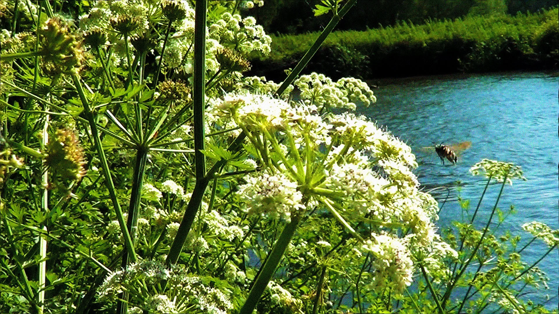 UNDER THE WATER - music video