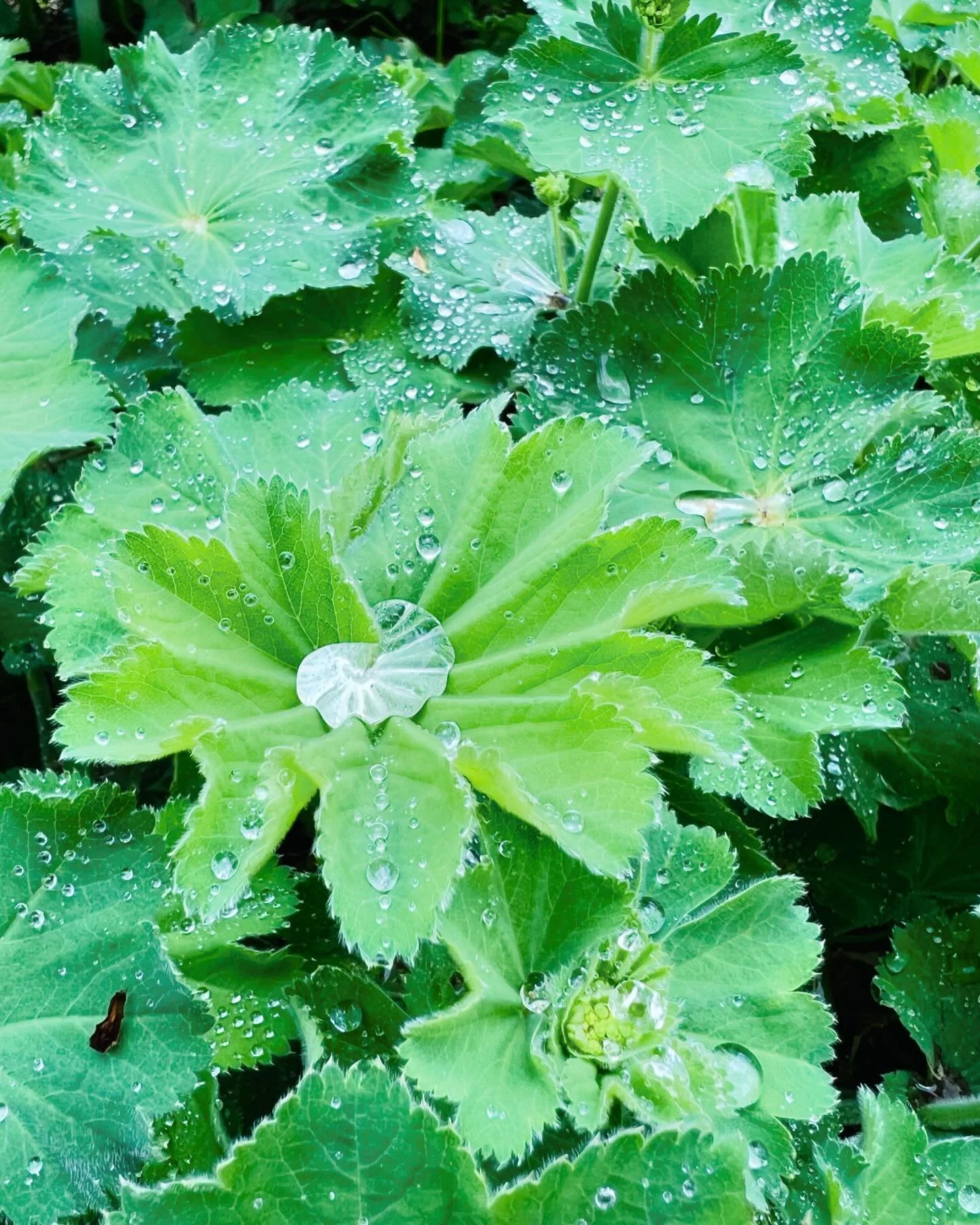 6th day of fasting. (11 days to go.) Everything&lsquo;s ok - consuming my own fat, which I have plenty 😂. I don&lsquo;t get hungry. I don&rsquo;t have endurance at all, but I go for a walk, swim, do a few exercise classes, and I sleep well. I can&ls