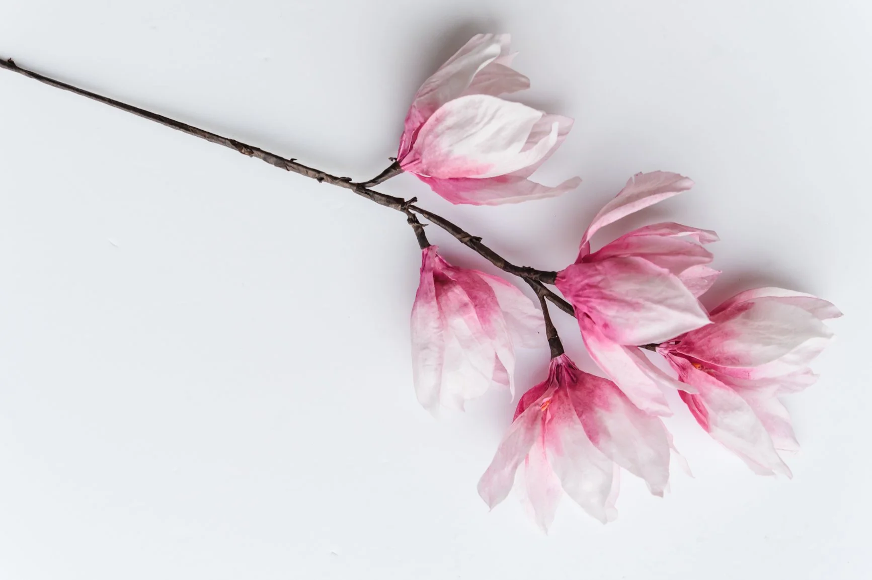 Wafer Paper Flower Course 