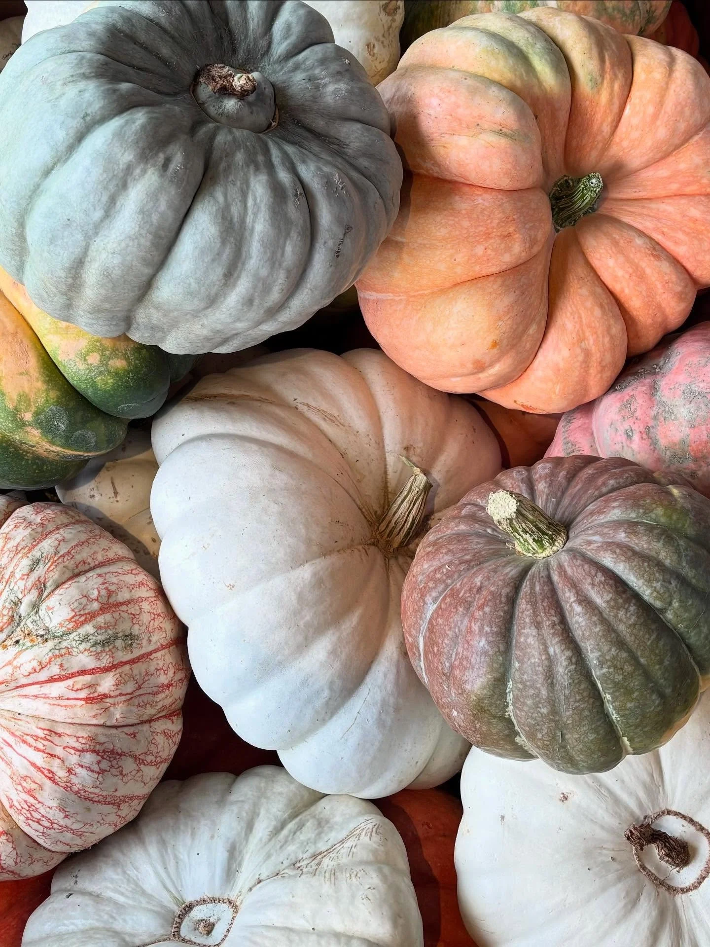 The patch is open! And by patch, we mean the palette of pumpkins stacked out front. October 1 feels just right! 🍂