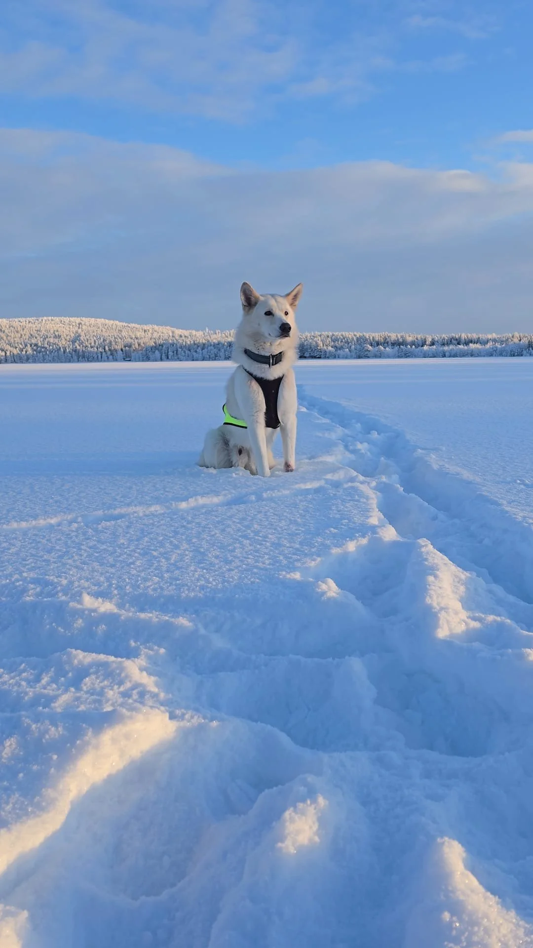 WhatsApp Image 2026-02-02 at 21.04.20.jpeg