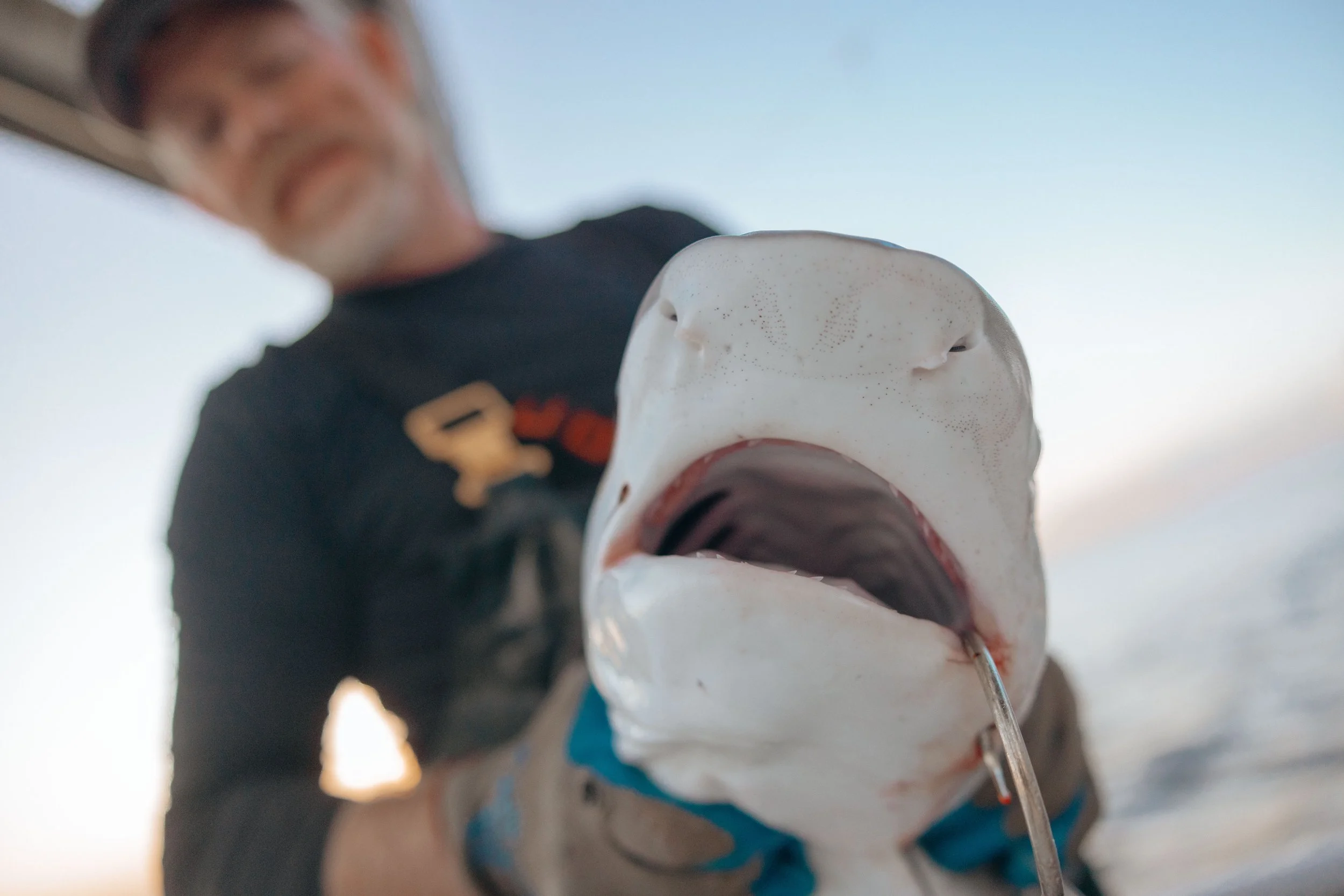 Close-up of a person holding a small shark with an open mouth and a fishing hook in its lip.