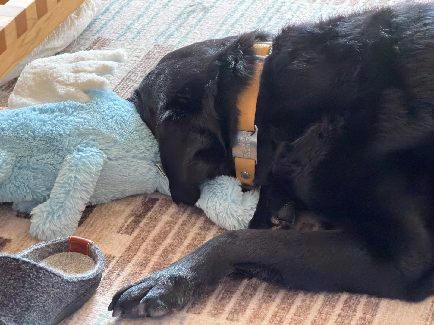Morning snuggles. Gussy + @jellycat Sky Dragon = 💓