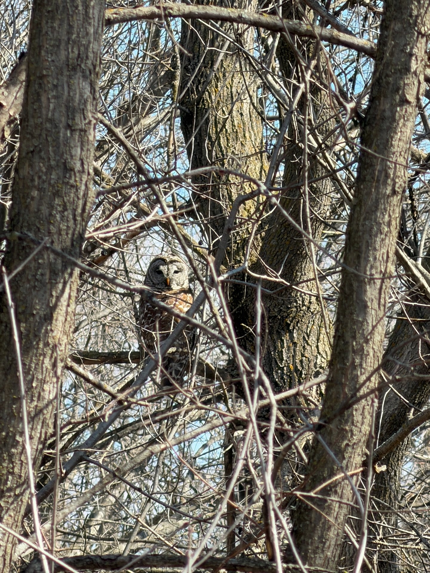 Wisen woods watcher🦉.
