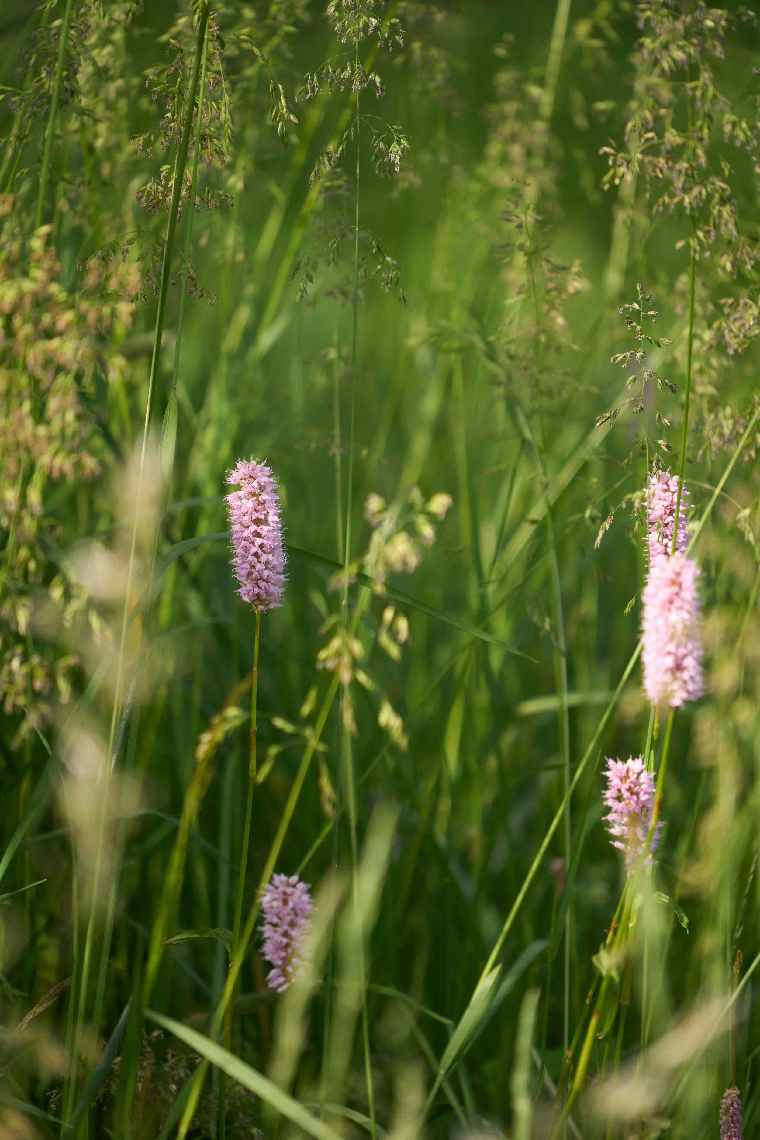 Pink flowers growing among tall green grass and plants.