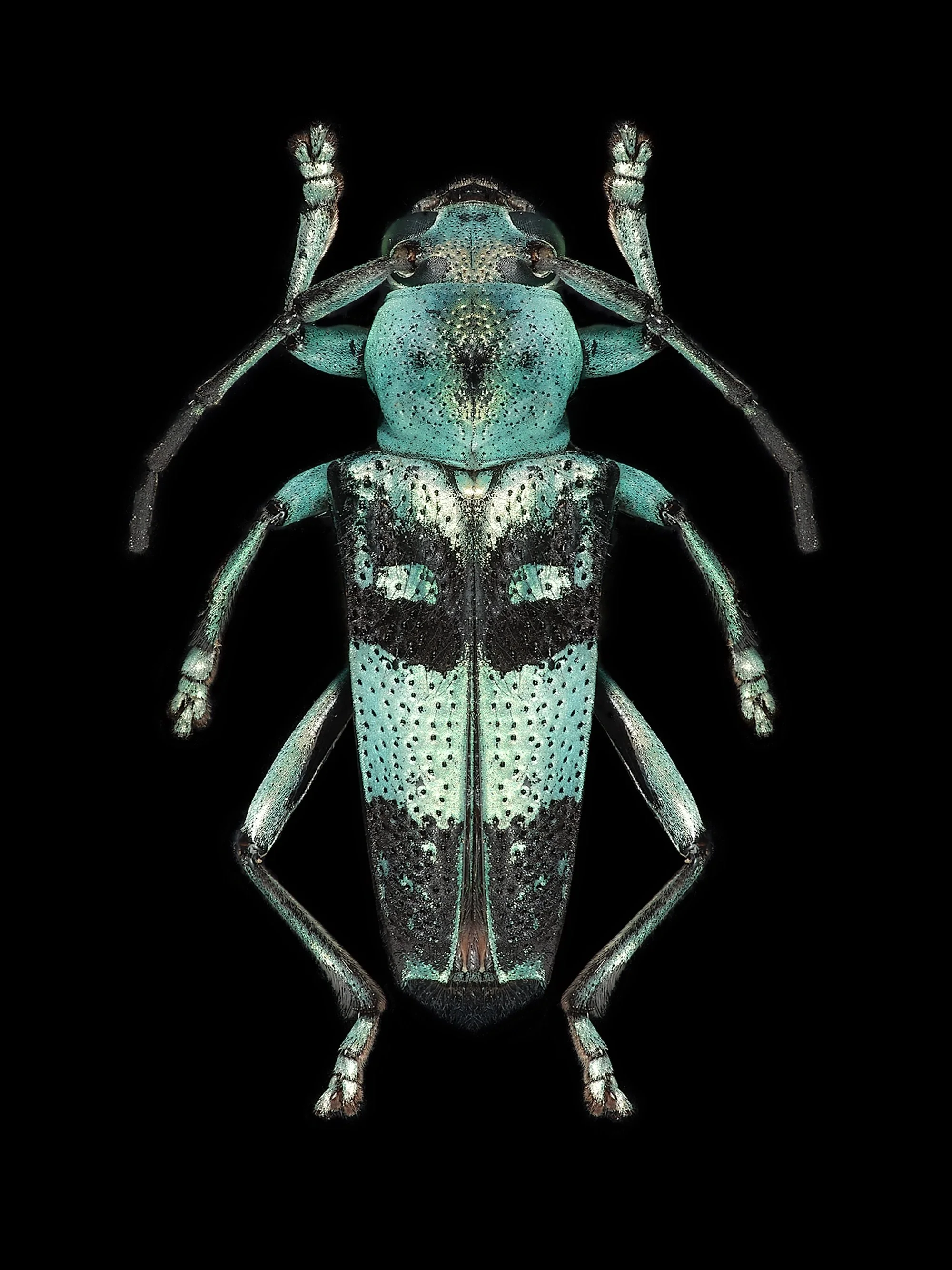 Entomology_09.jpeg