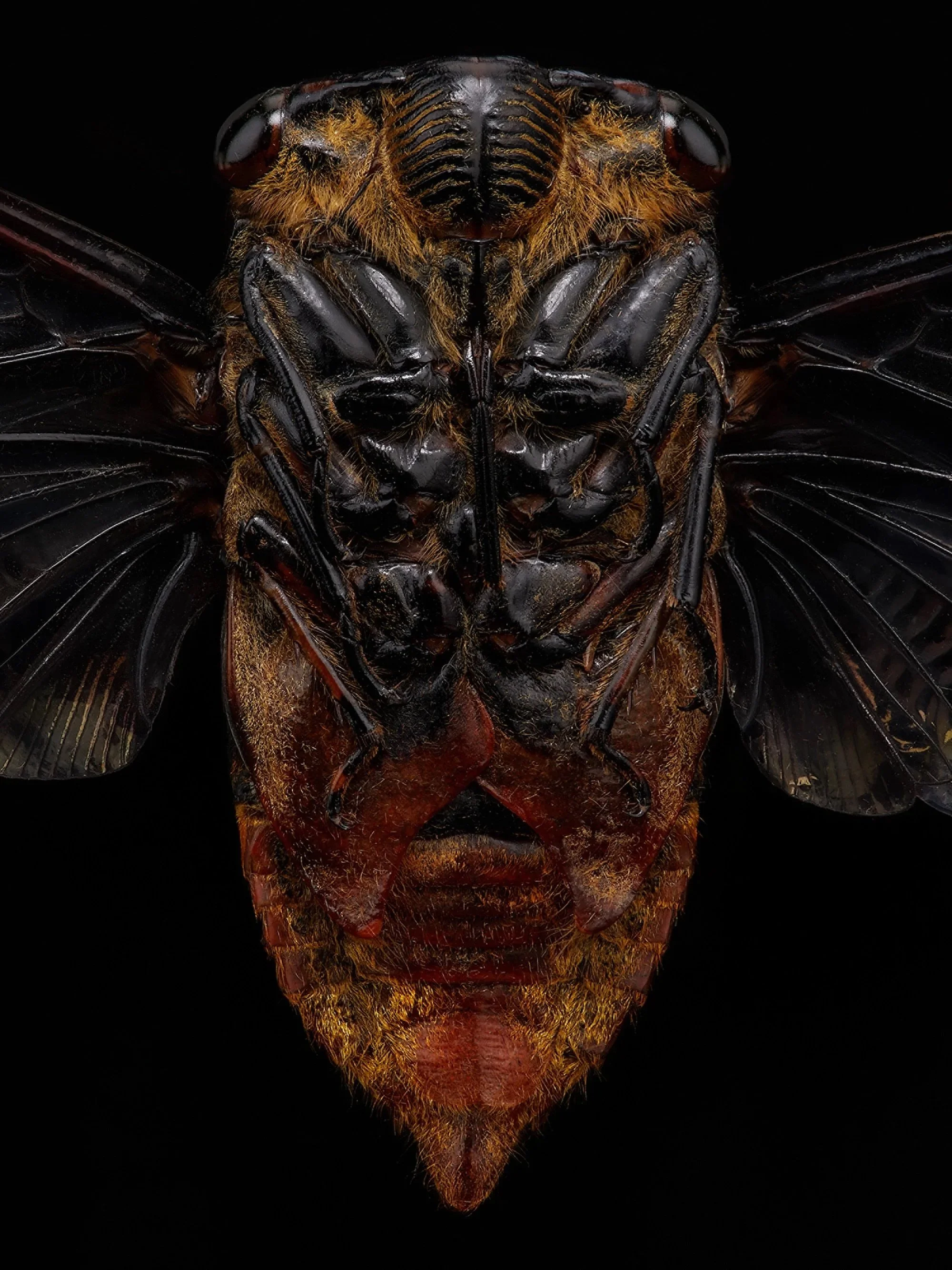 Entomology_04.jpg