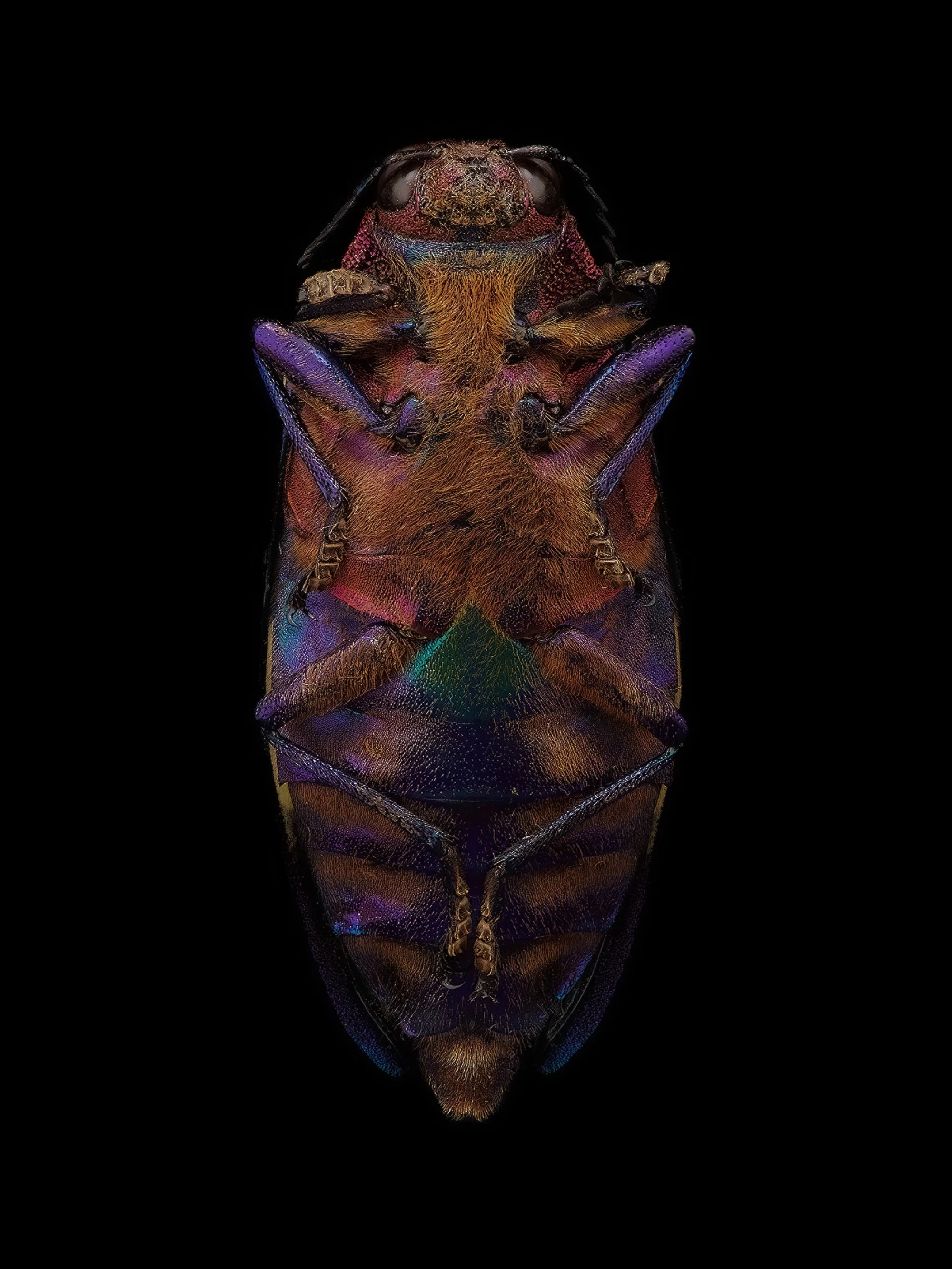 Entomology_02.jpeg