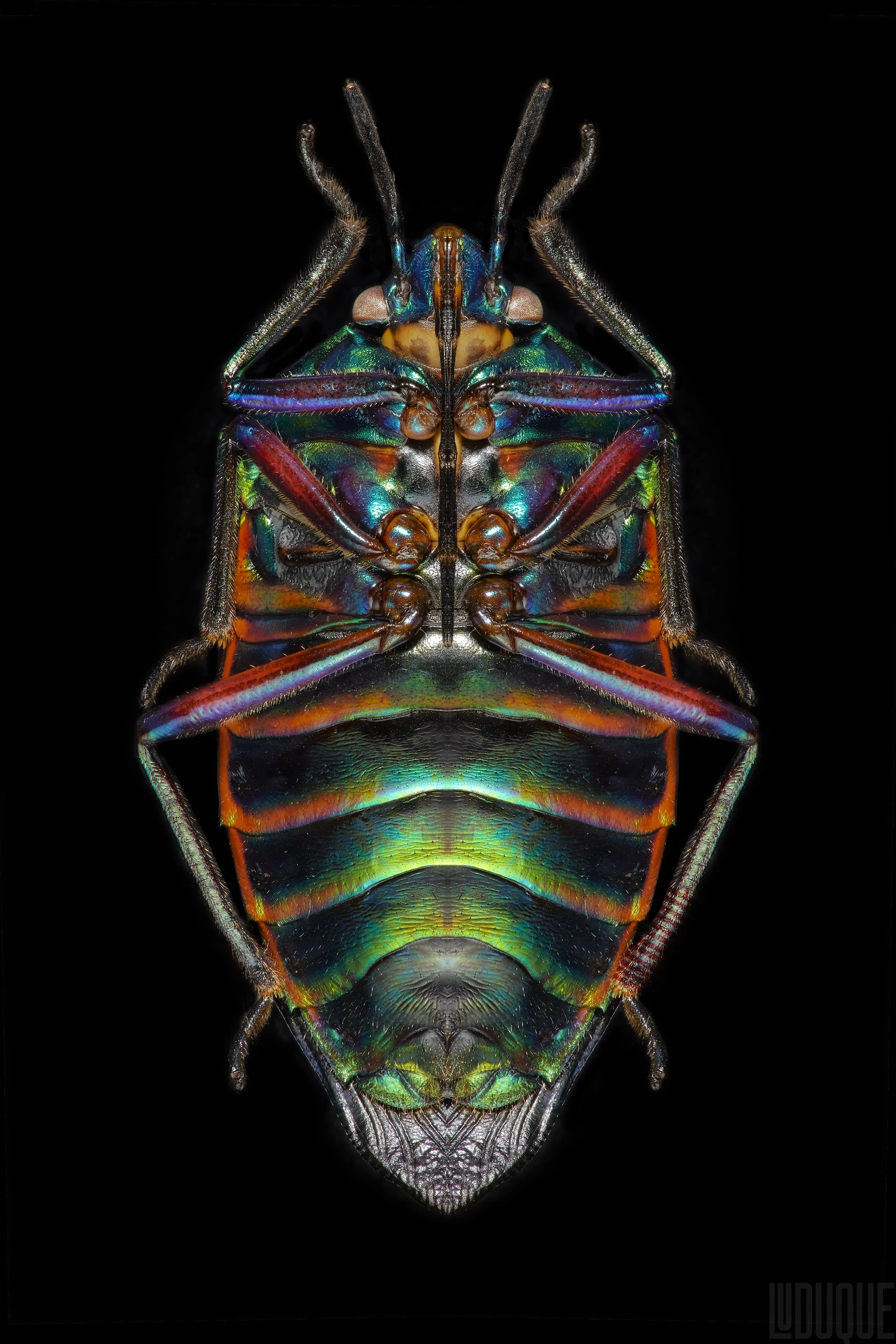 INSECTS-7_2x3PRINTS.jpg