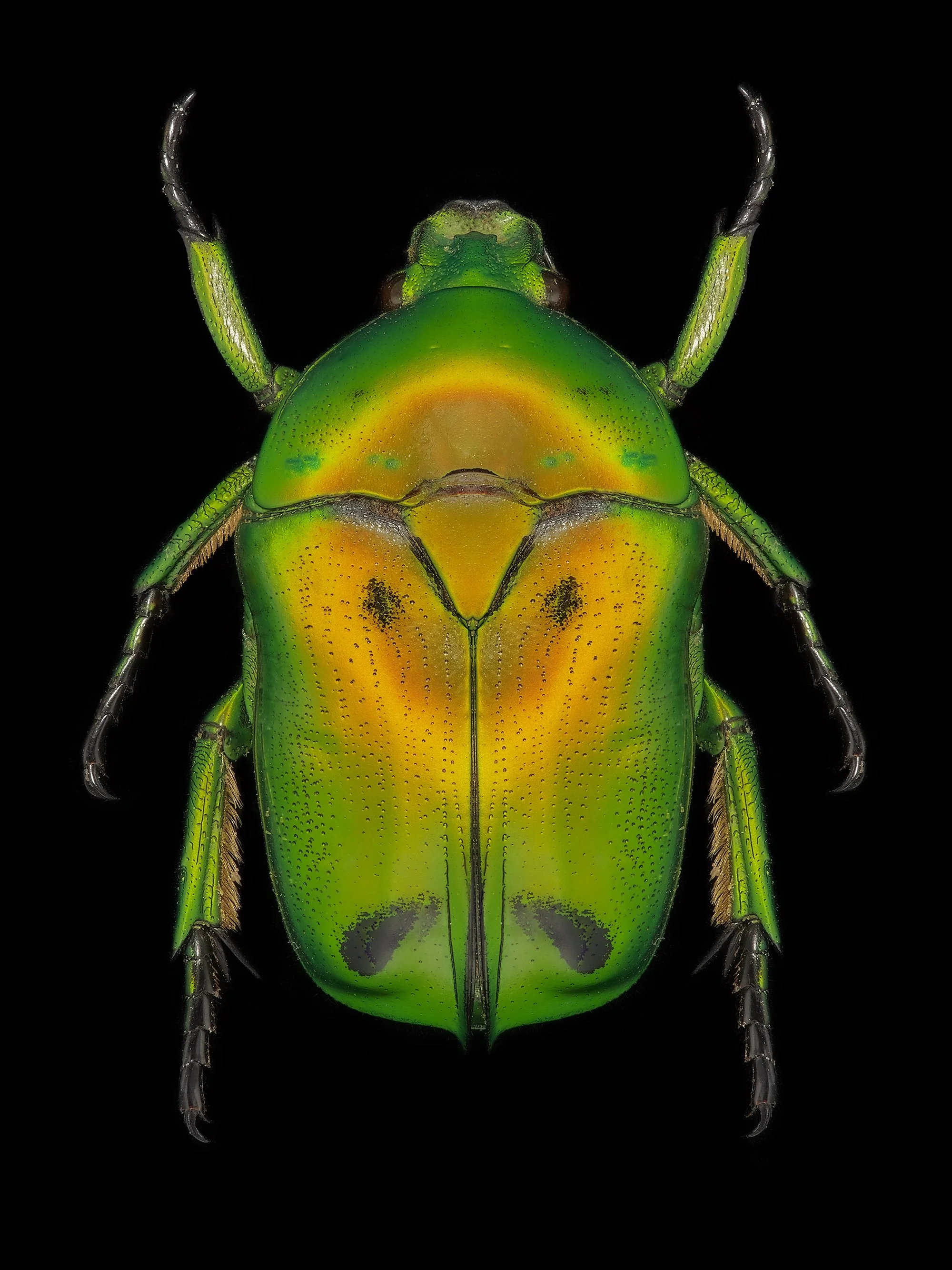 Entomology_05.jpeg