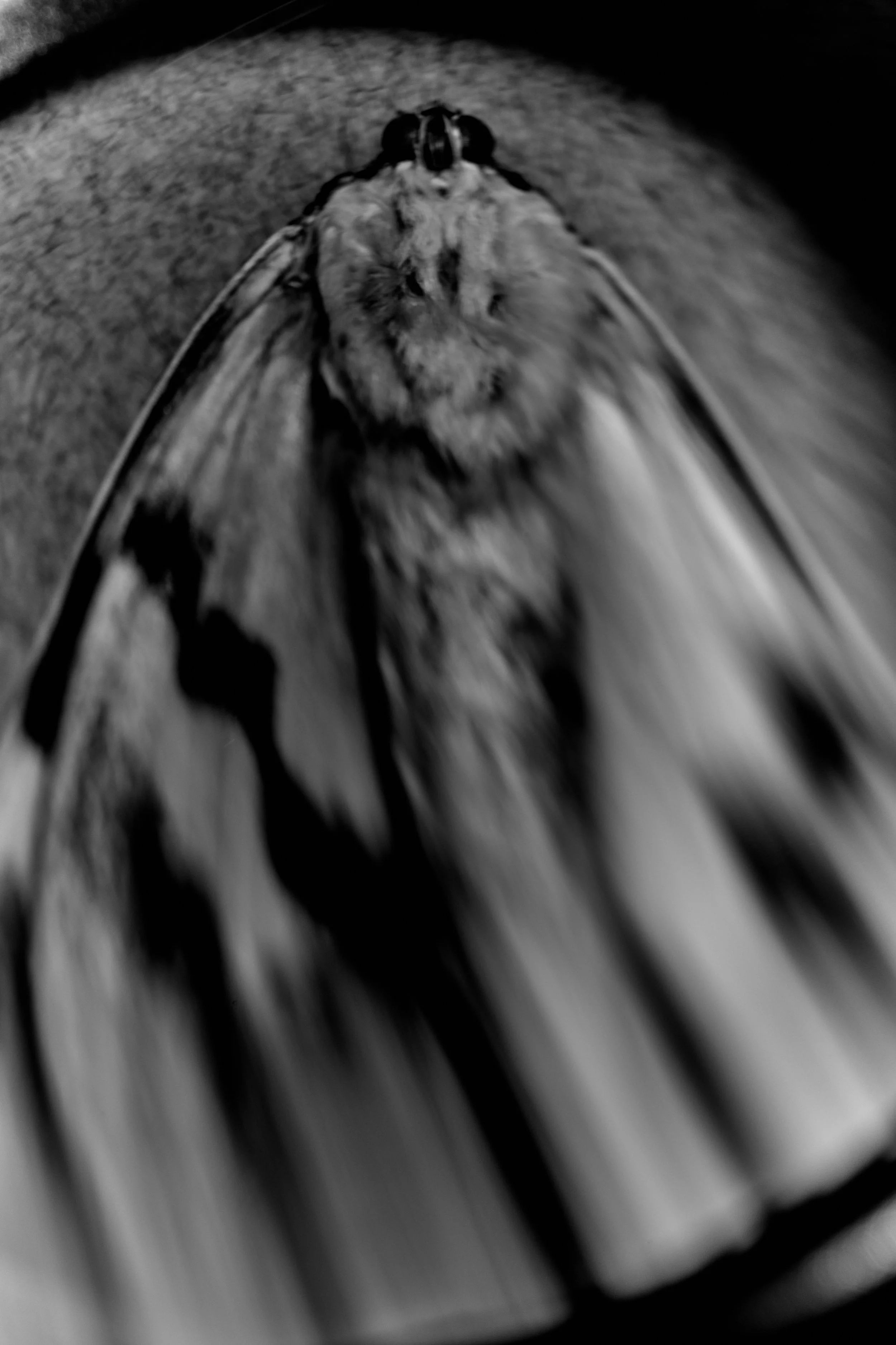 Creative_bug1.jpeg