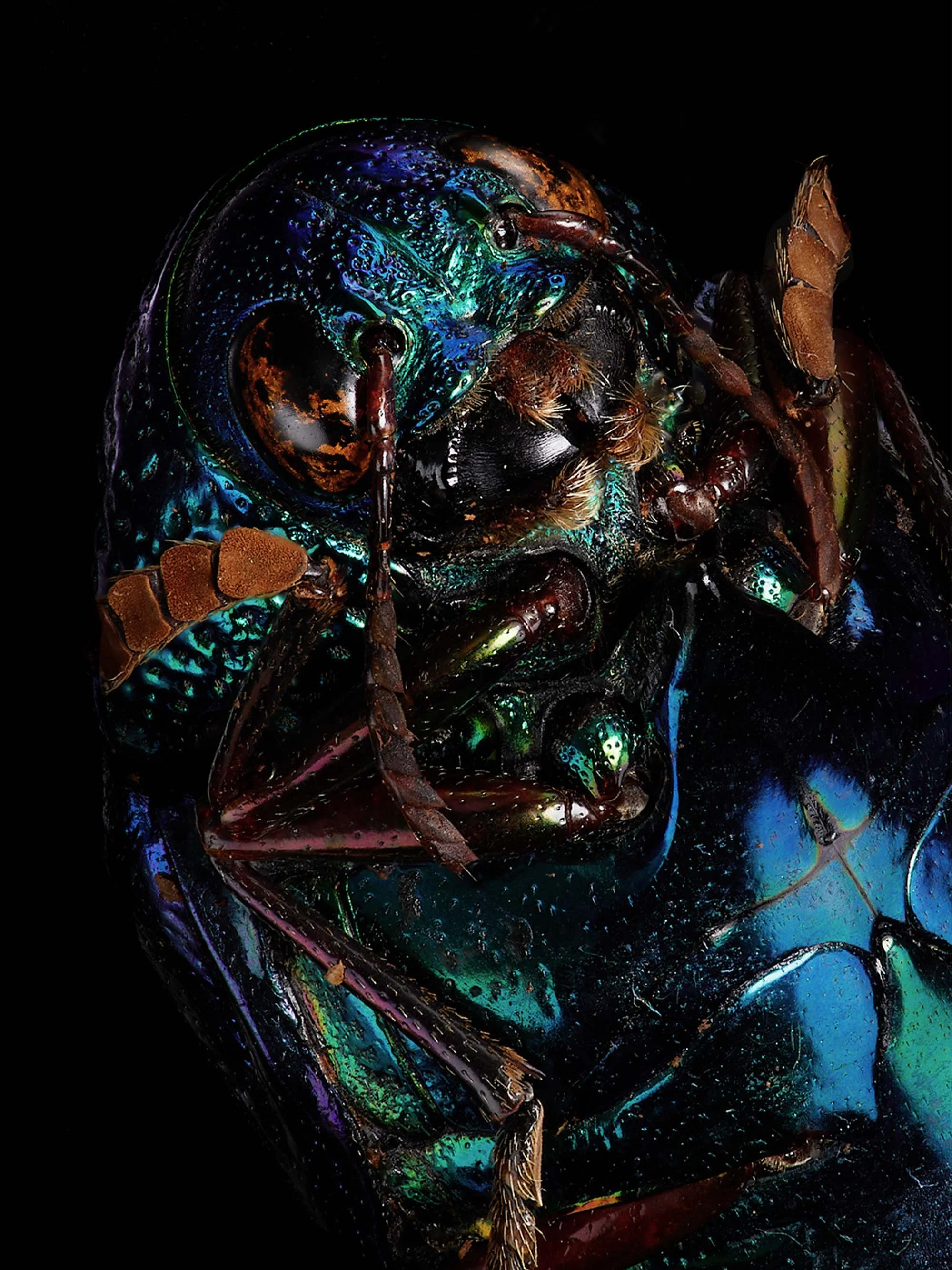 Entomology_11.jpg