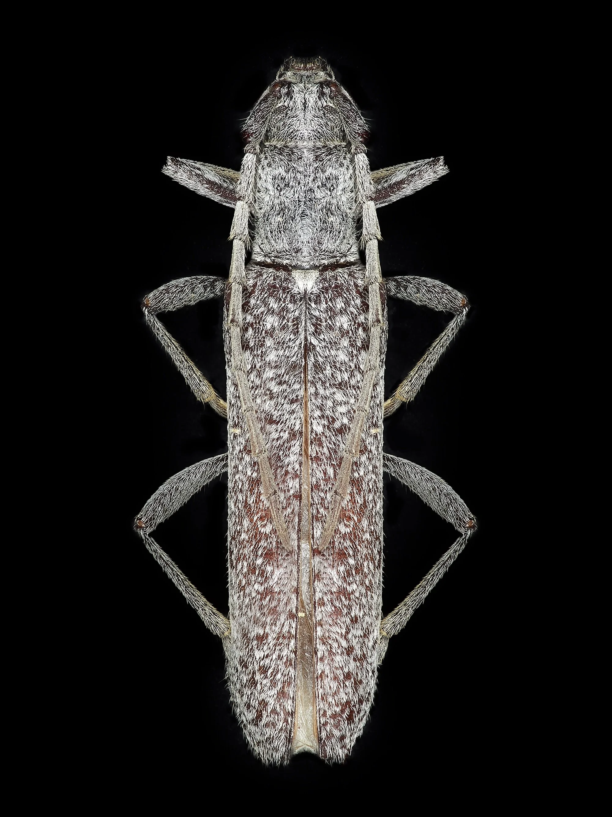 Entomology_08.jpeg