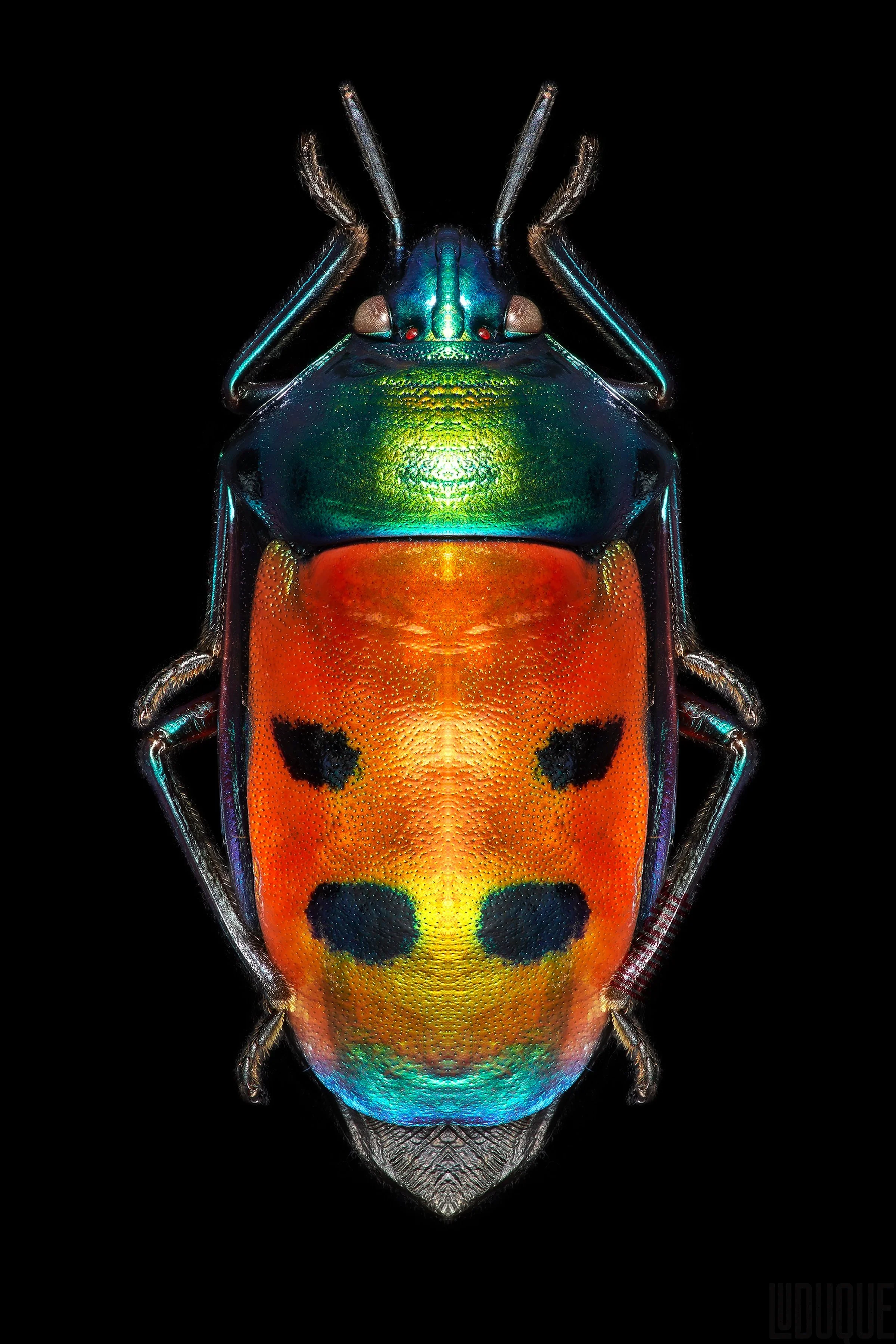 INSECTS-4_2x3PRINTS.jpg