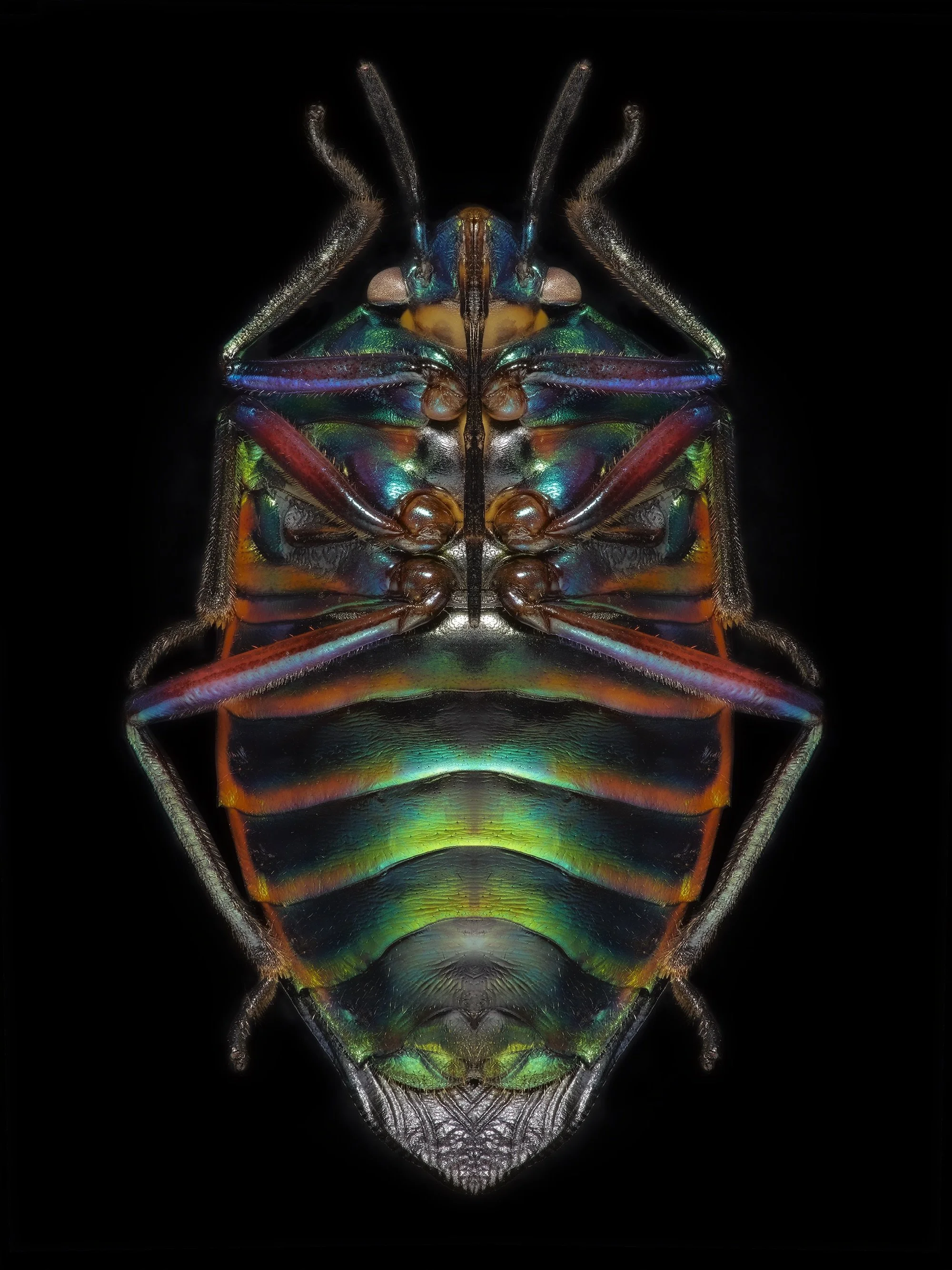 Entomology_10.jpeg