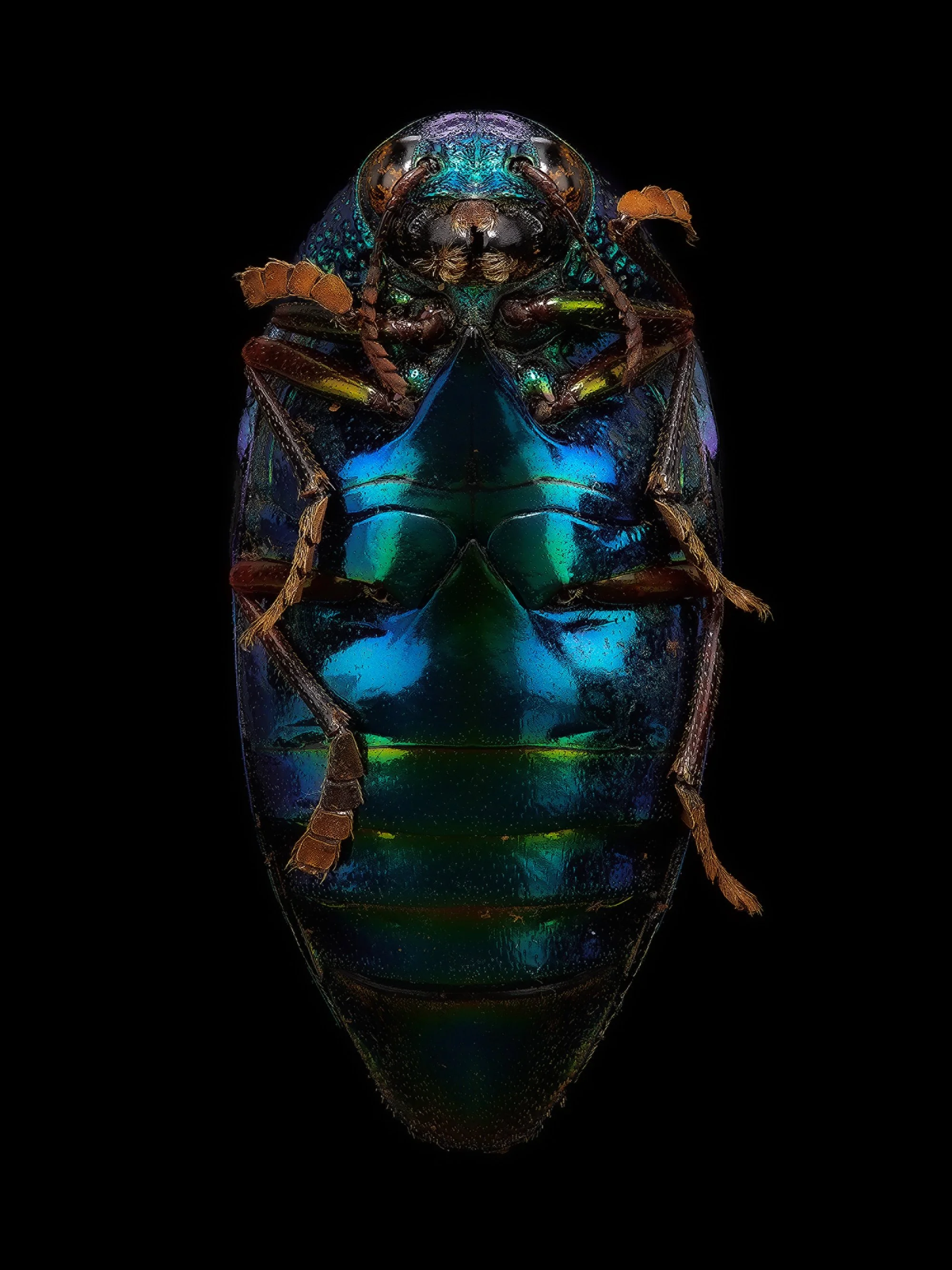 Entomology_01.jpeg