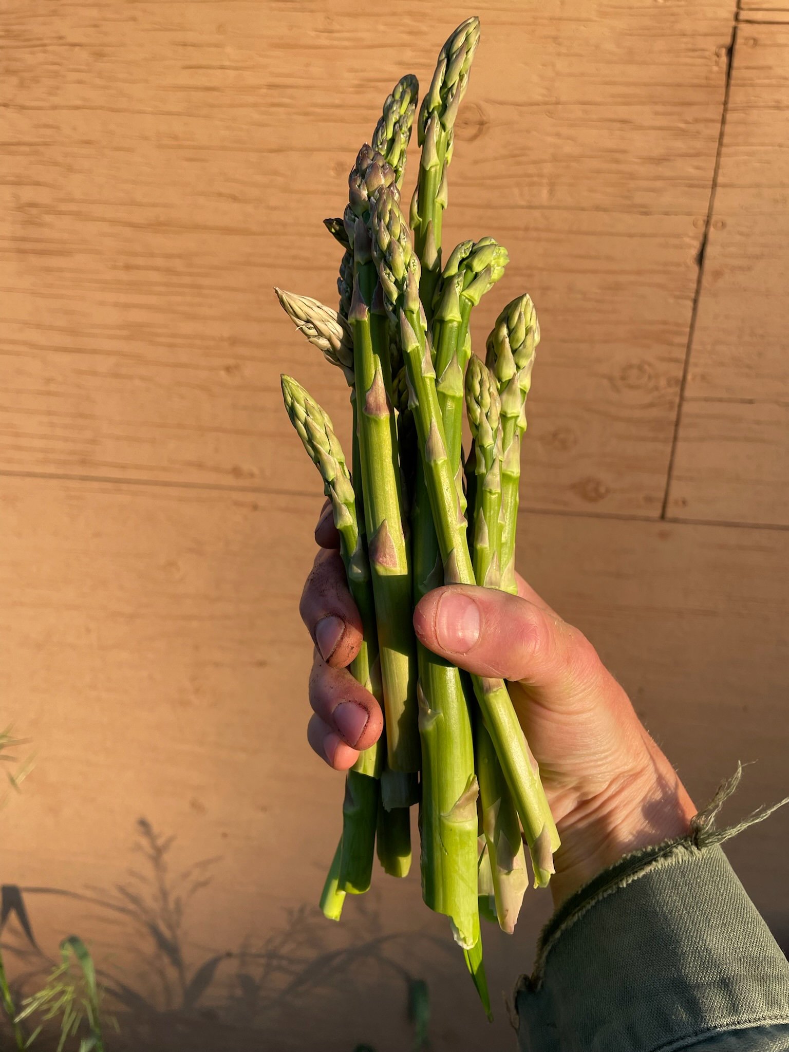 Asparagus