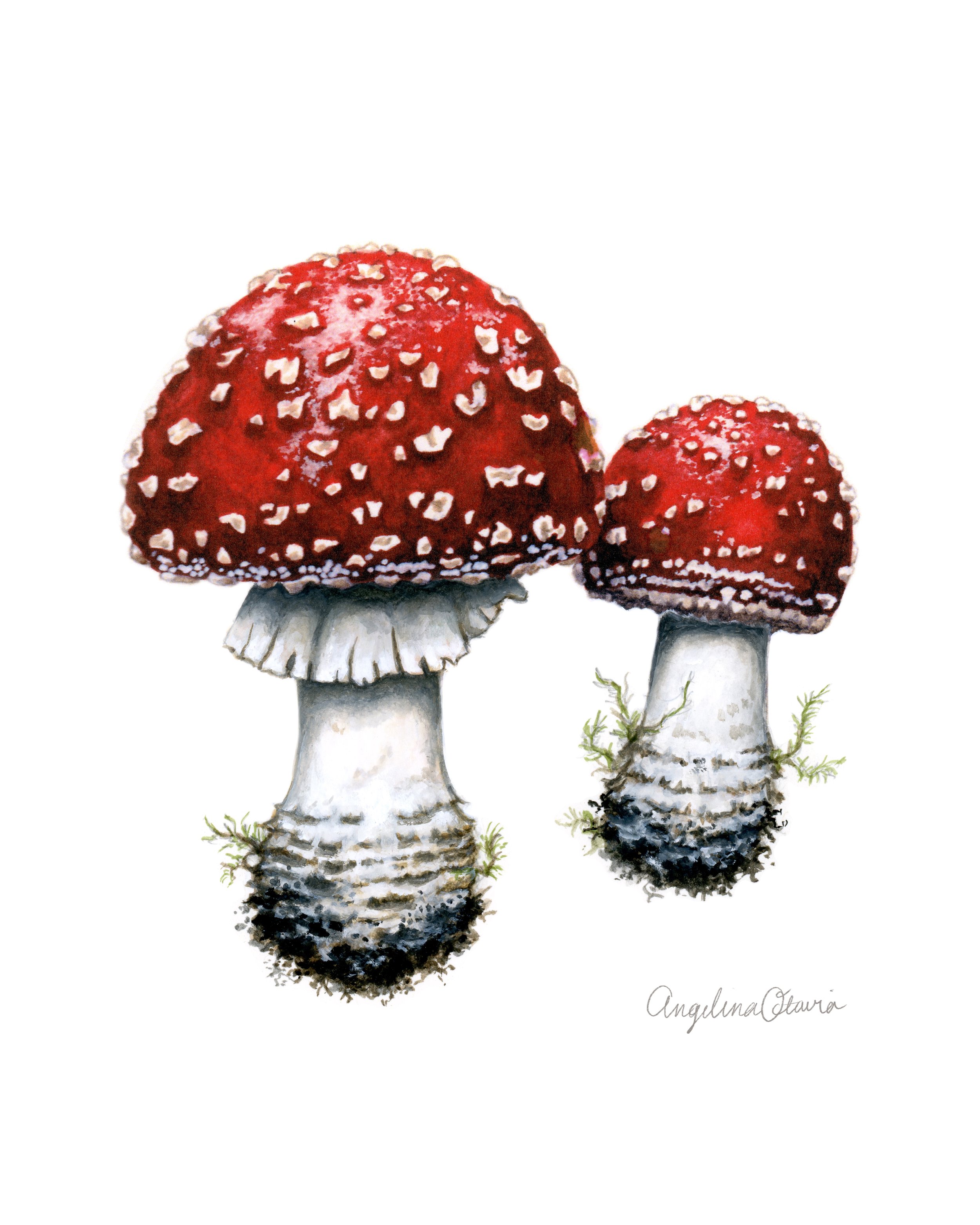 Mushrooms_-_cleaned_-_sharper.jpg