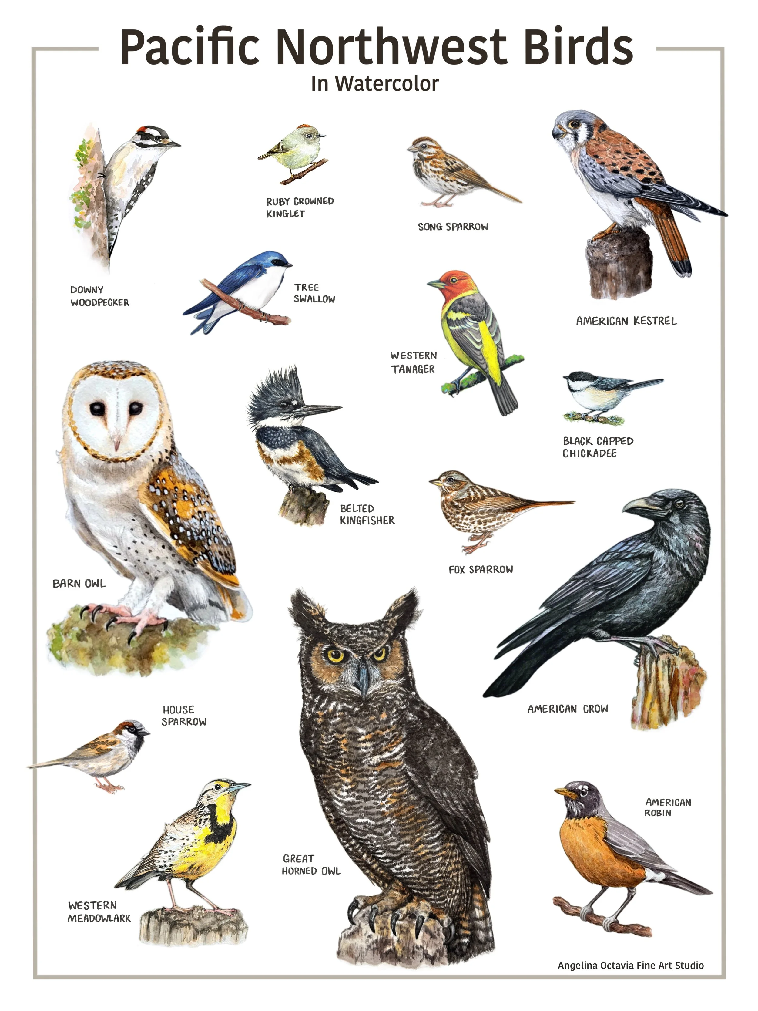 Pacific Northwest Birds Poster