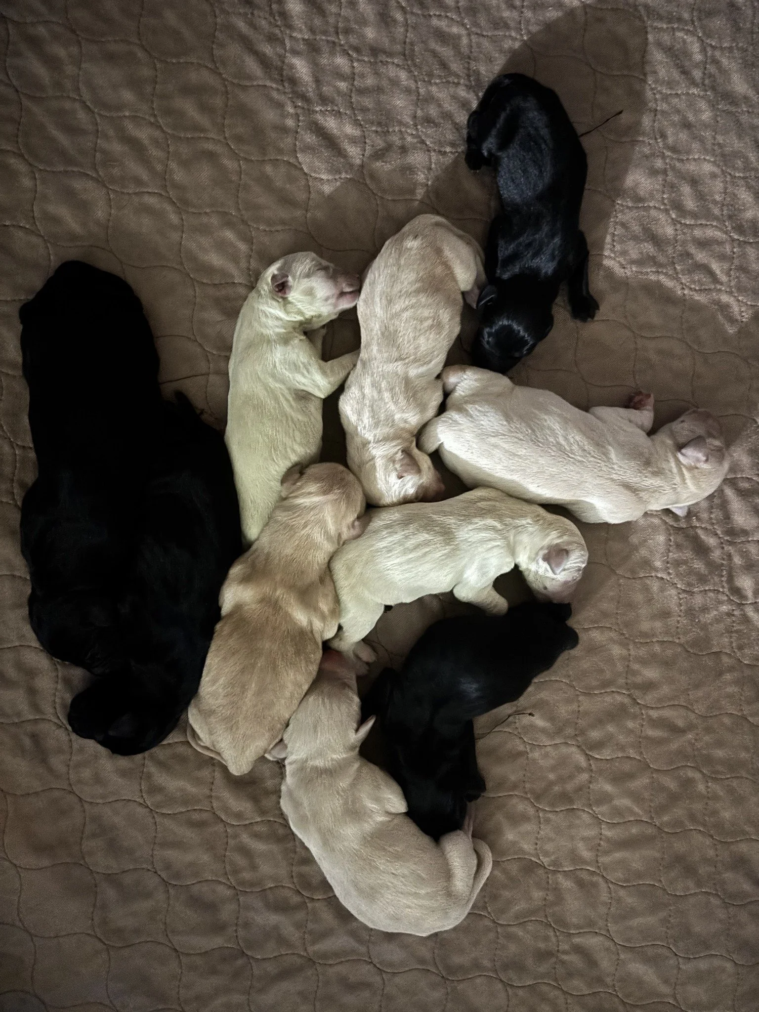 New Litter!
