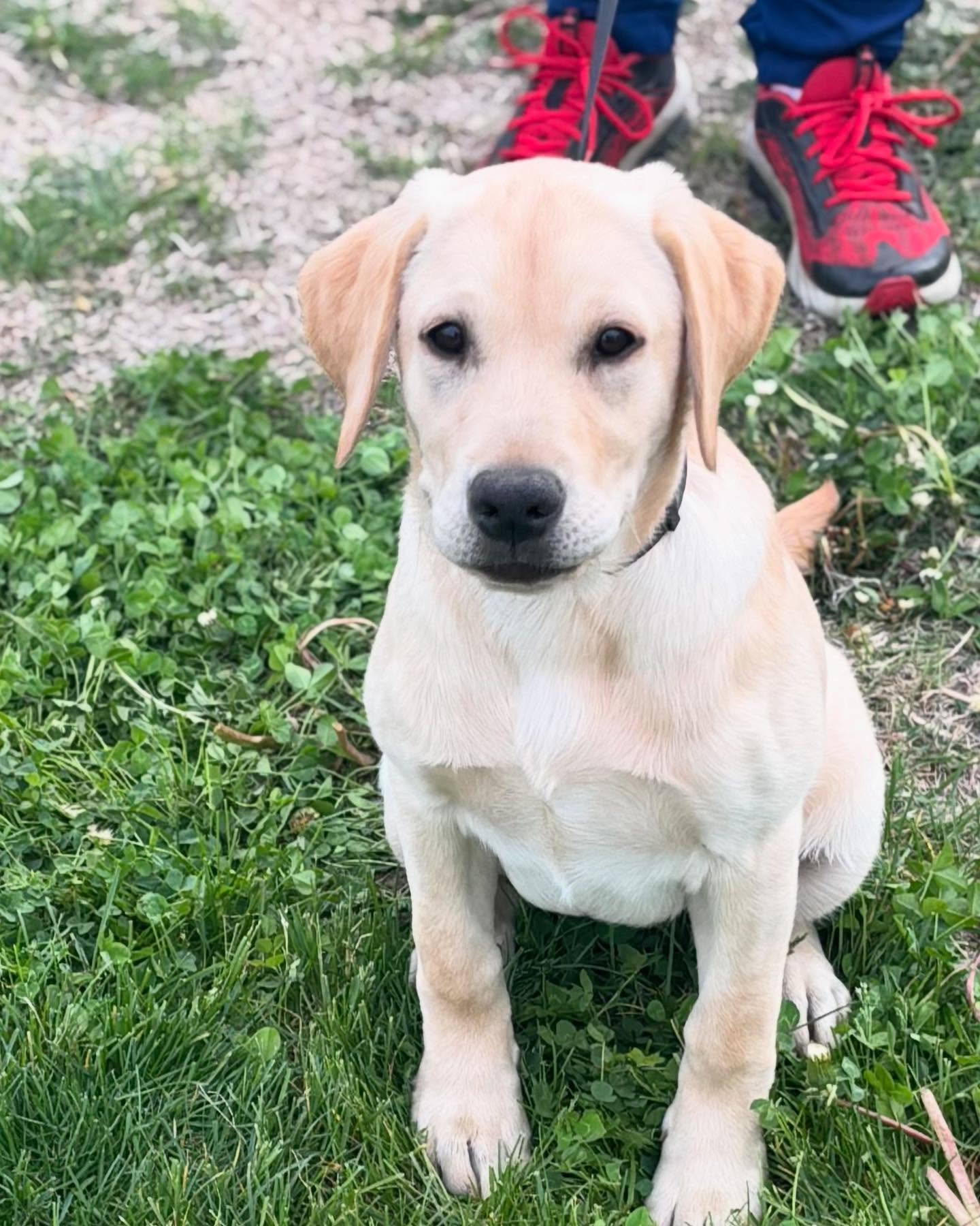 She’s got momma’s good looks #puppies #retriever