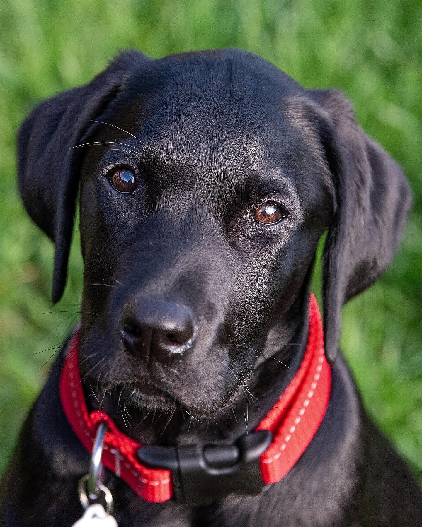 Always sell your puppies to photographers! @angigo68 #handsome #puppy #gundogs