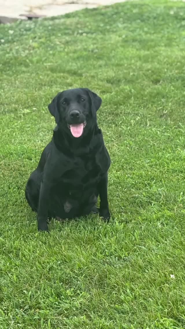 I don’t pretend to be a veterinarian but I think we will have a few puppies in a couple weeks! #puppies #britishlab