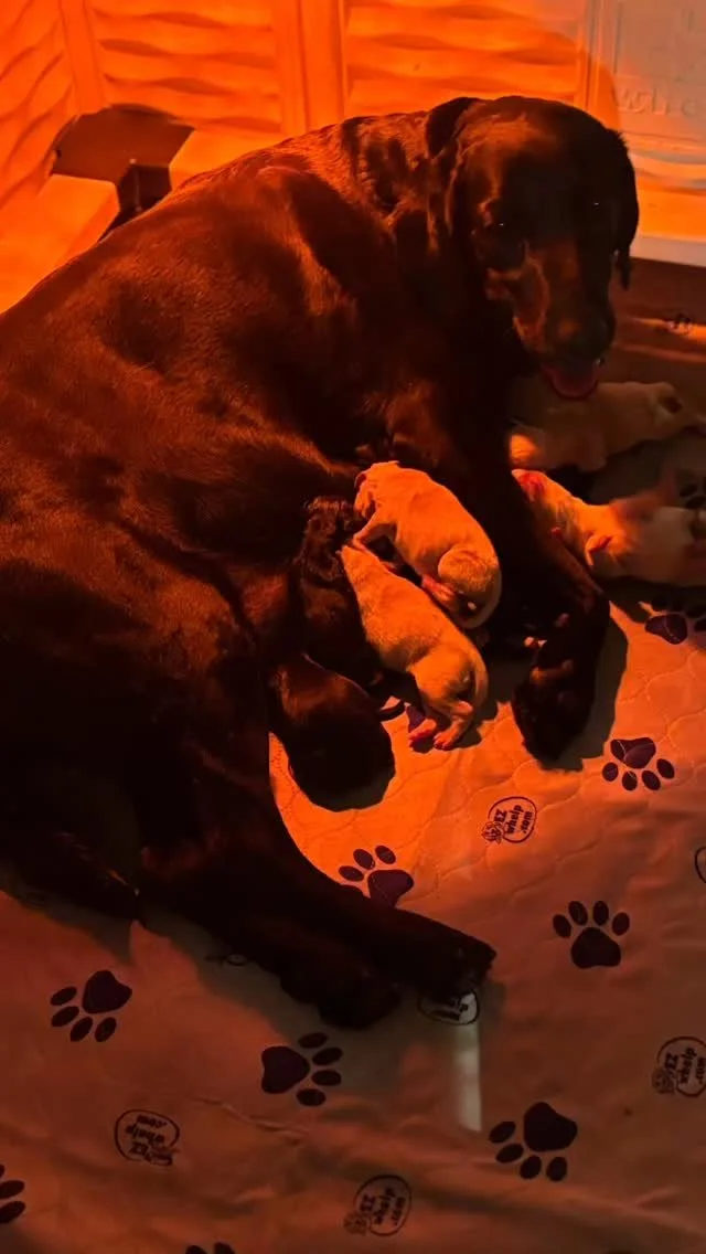 Maggie had 11 puppies yesterday!!! 3 black females, 2 black males, 3 yellow females, and 3 yellow males #puppies #britishlab