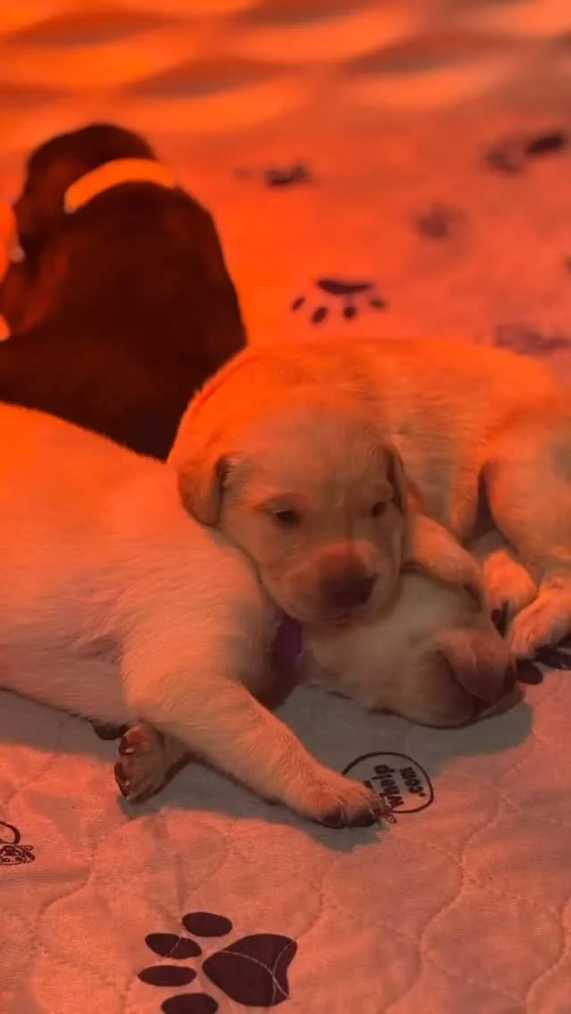 2 weeks old! #puppies #britishlab #britishlabsofinstagram
