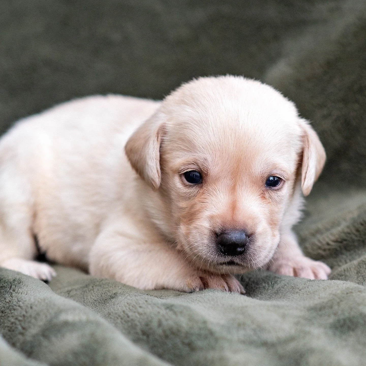 Our friend @angigo68 took some great 3 week old puppy photos yesterday! Still males and females available #puppies #omaha #labrador #britishlabs #britishlab