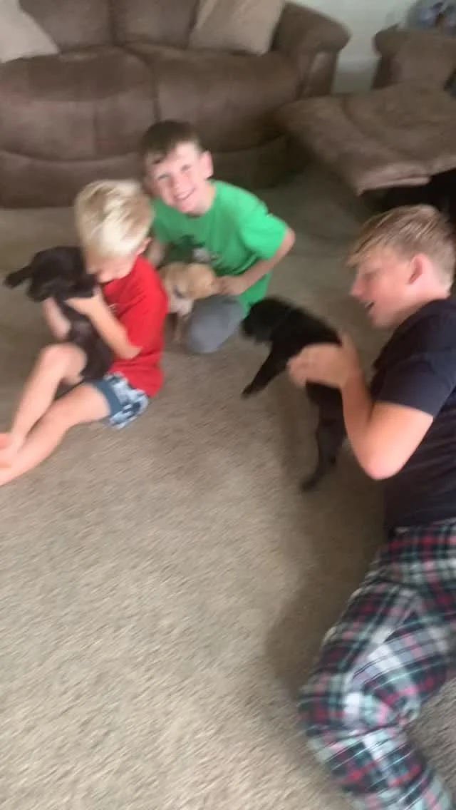Saturday socialization! #puppies #britishlab