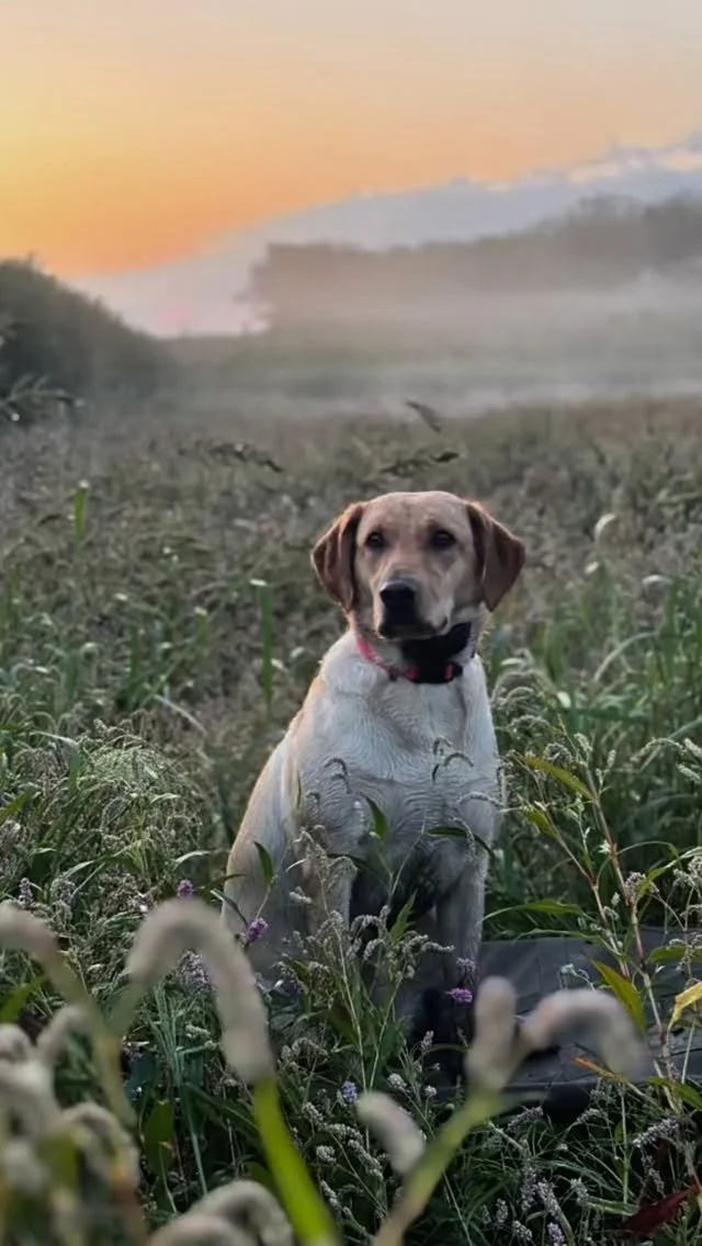 Fall is back! #waterfowl #duckdog #fall #britishlab