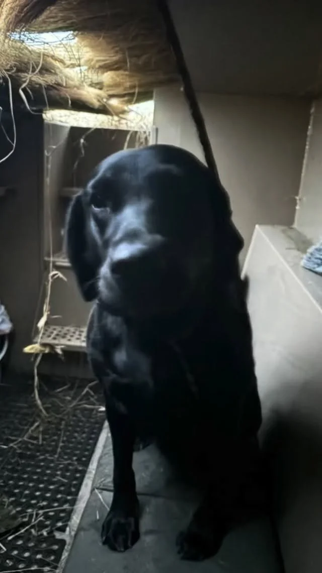 What do you do when there are no ducks!?! #bored#britishlab #bumper