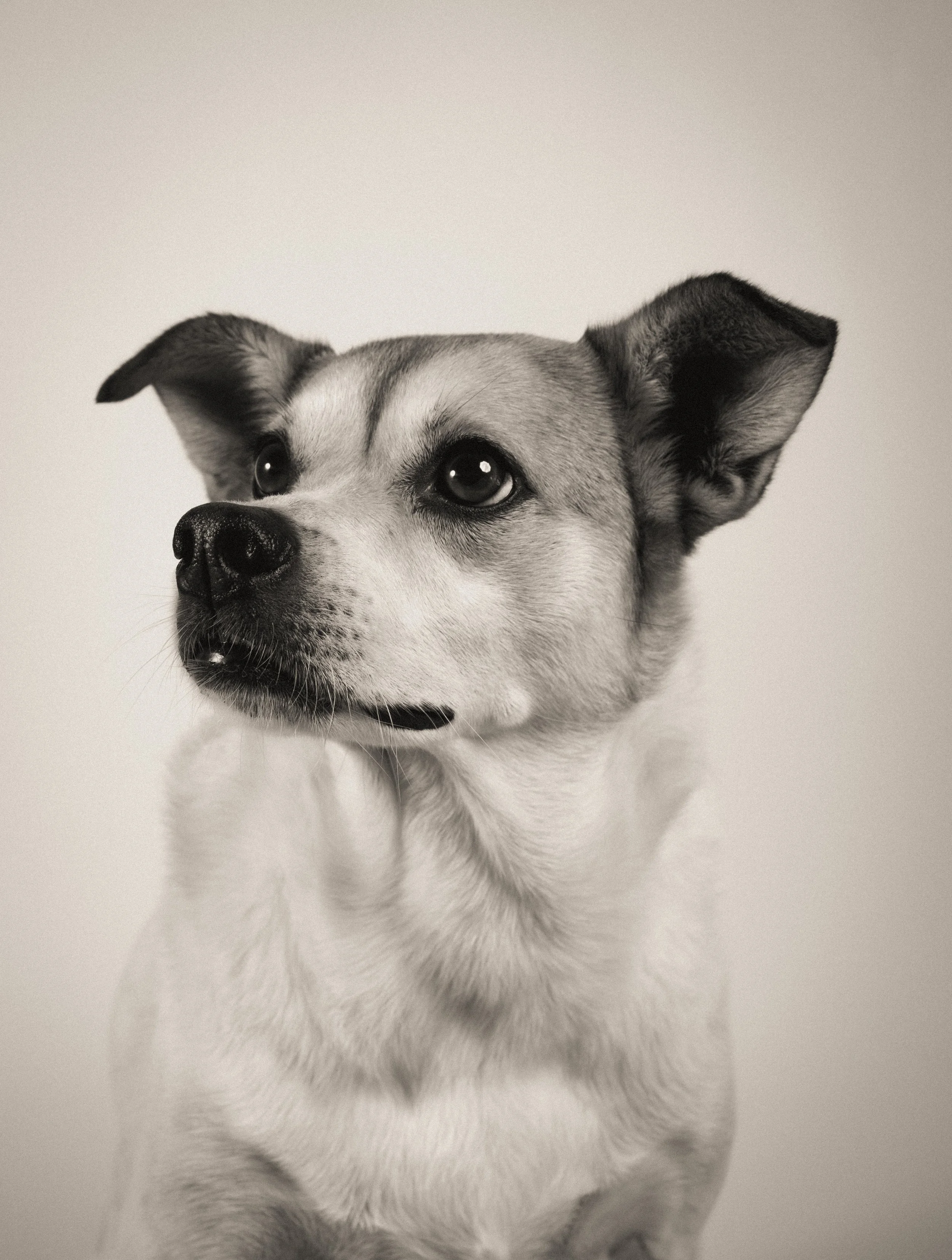 dog black and white xxx.jpg