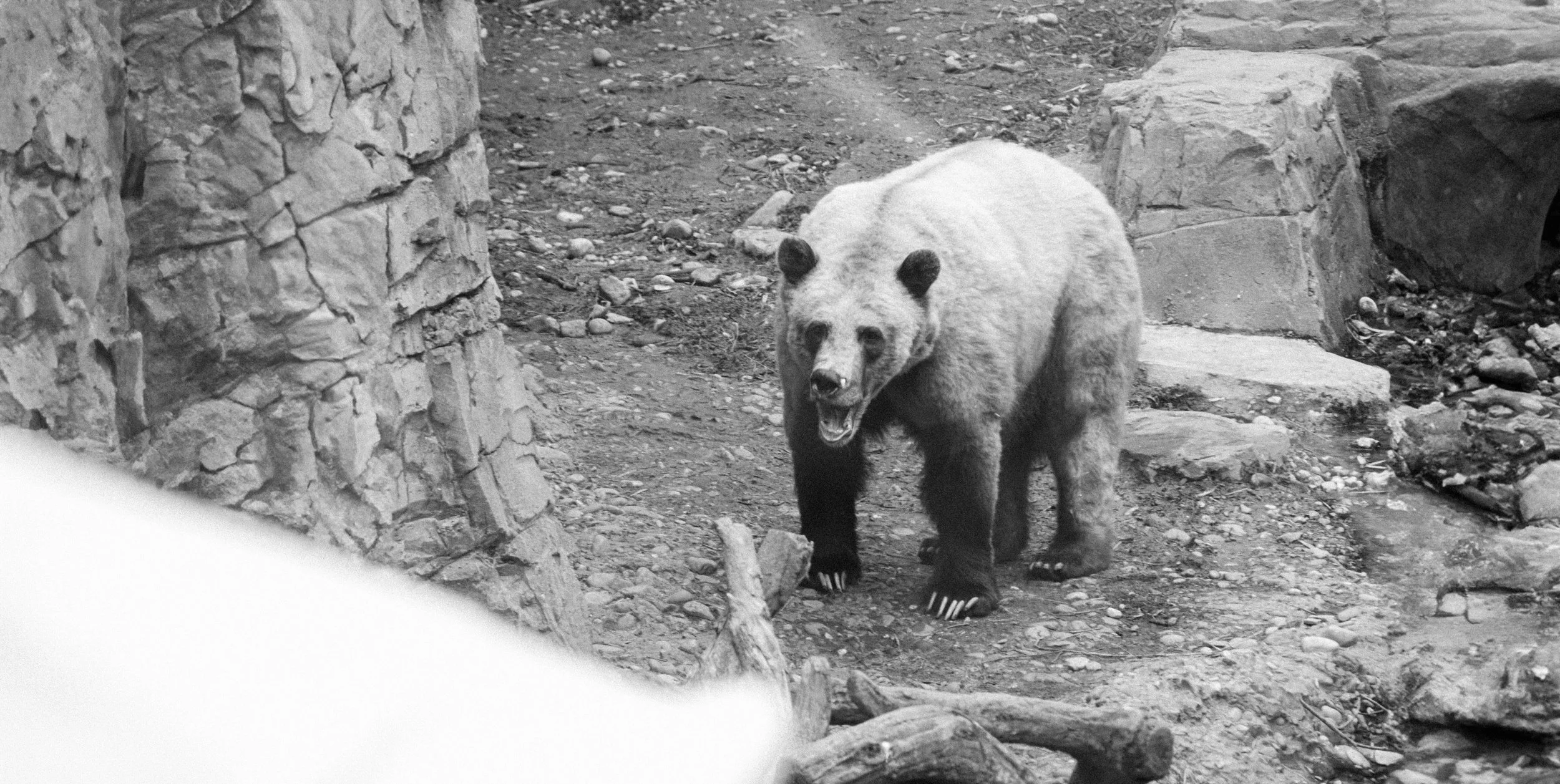 new york zoo bear.jpg