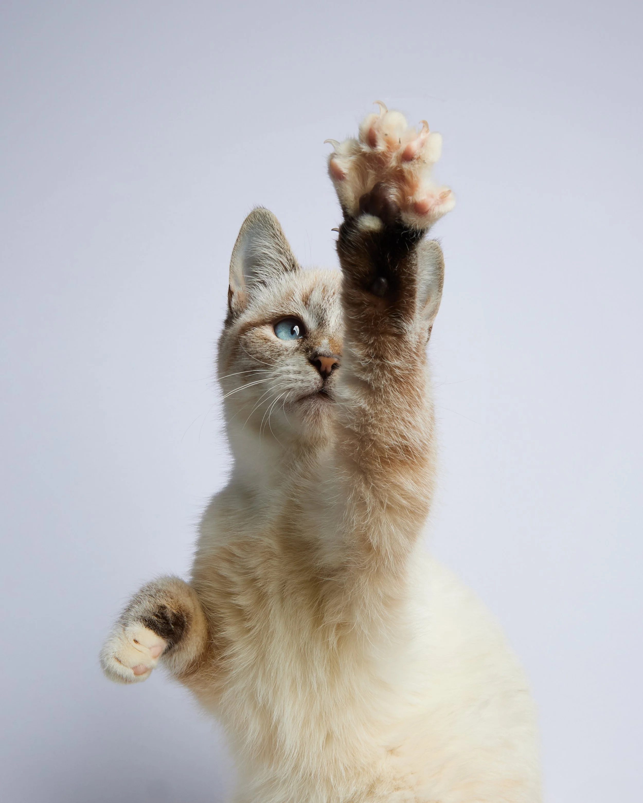 _MG_5121cat.jpg