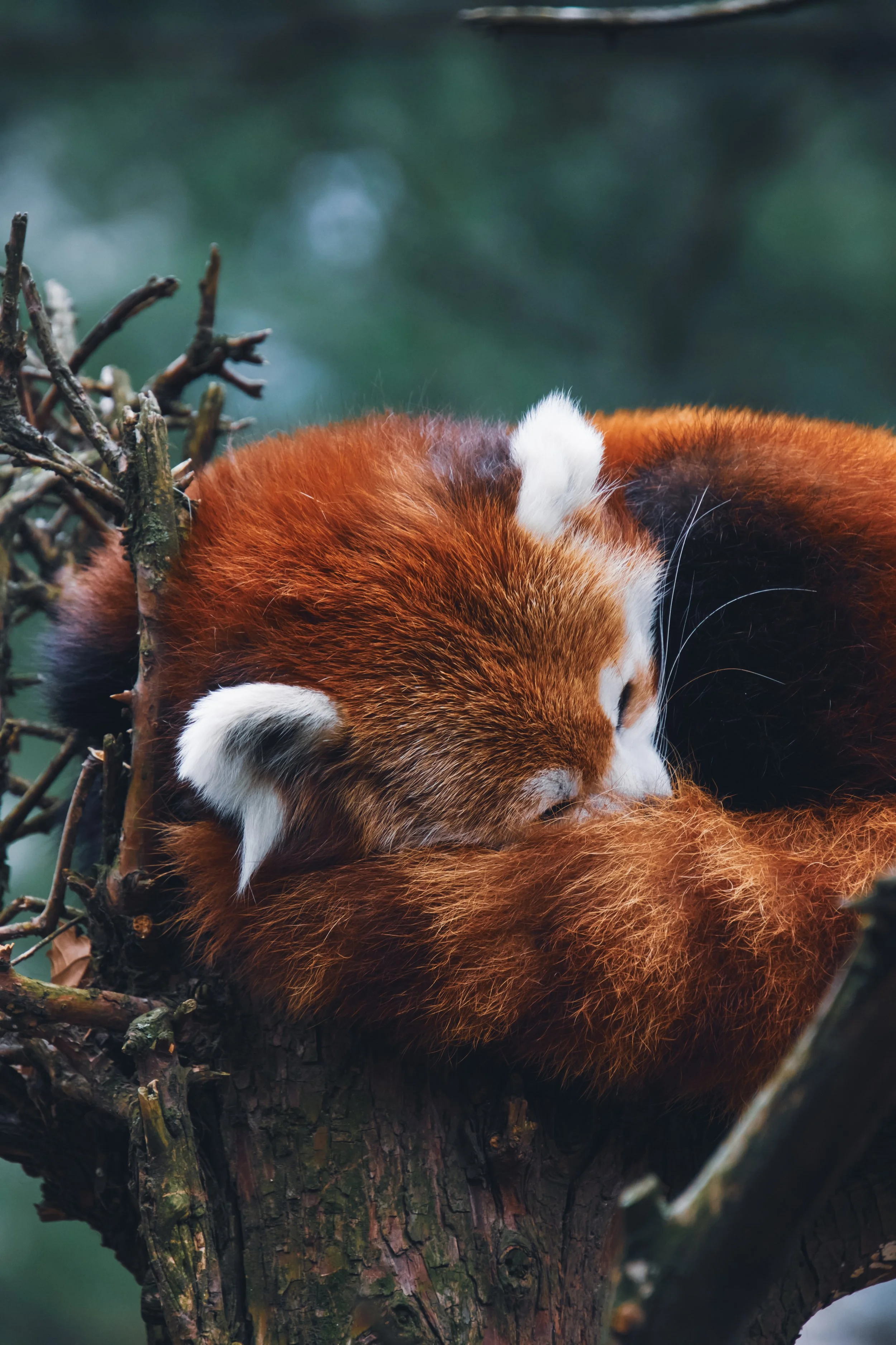 red panda new york zoo.jpg