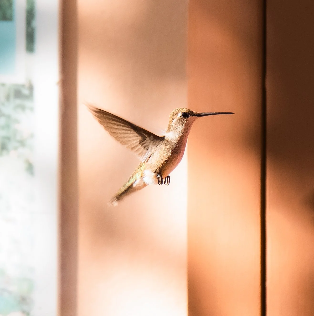 bird1.jpg