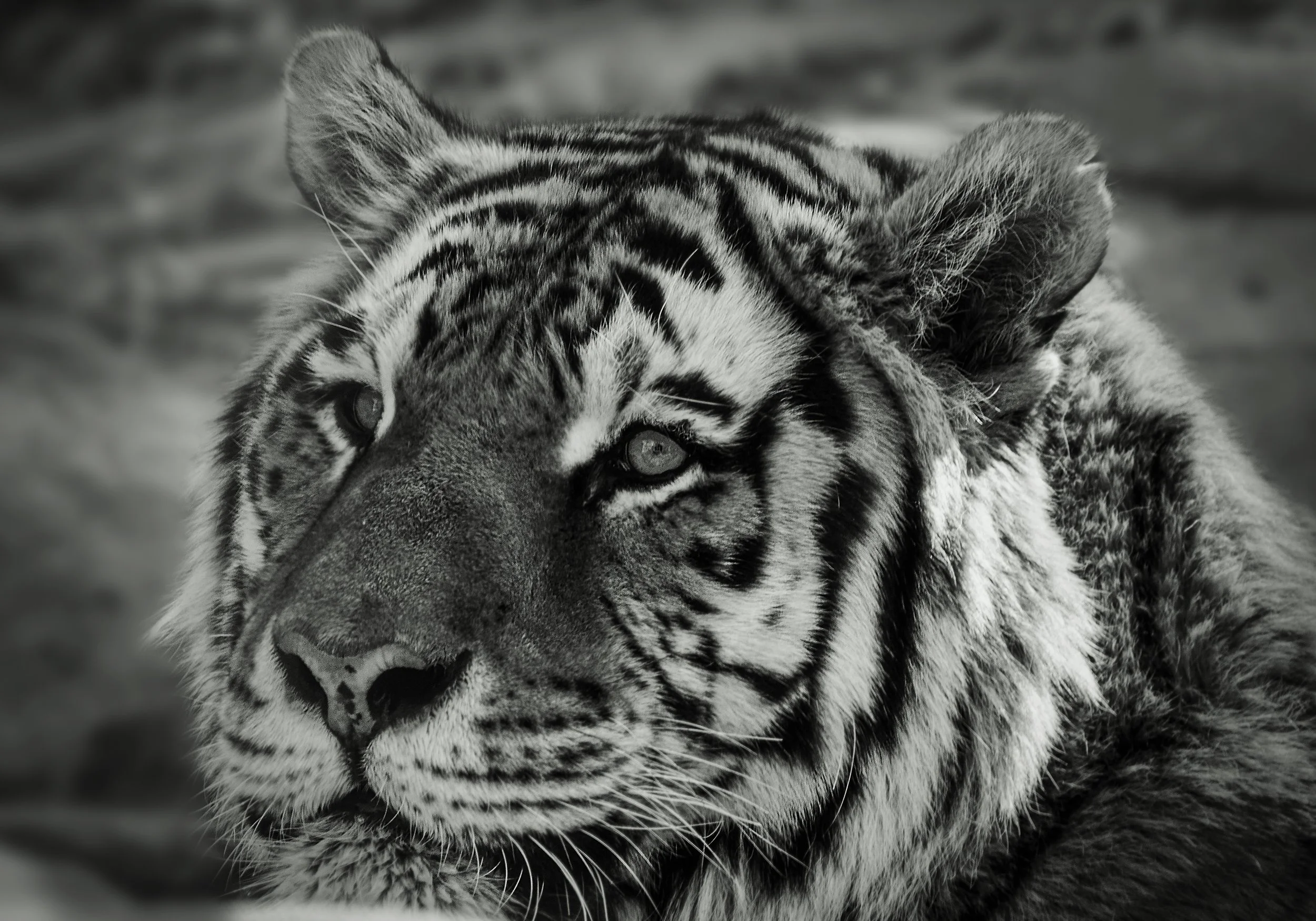 tiger10.jpg