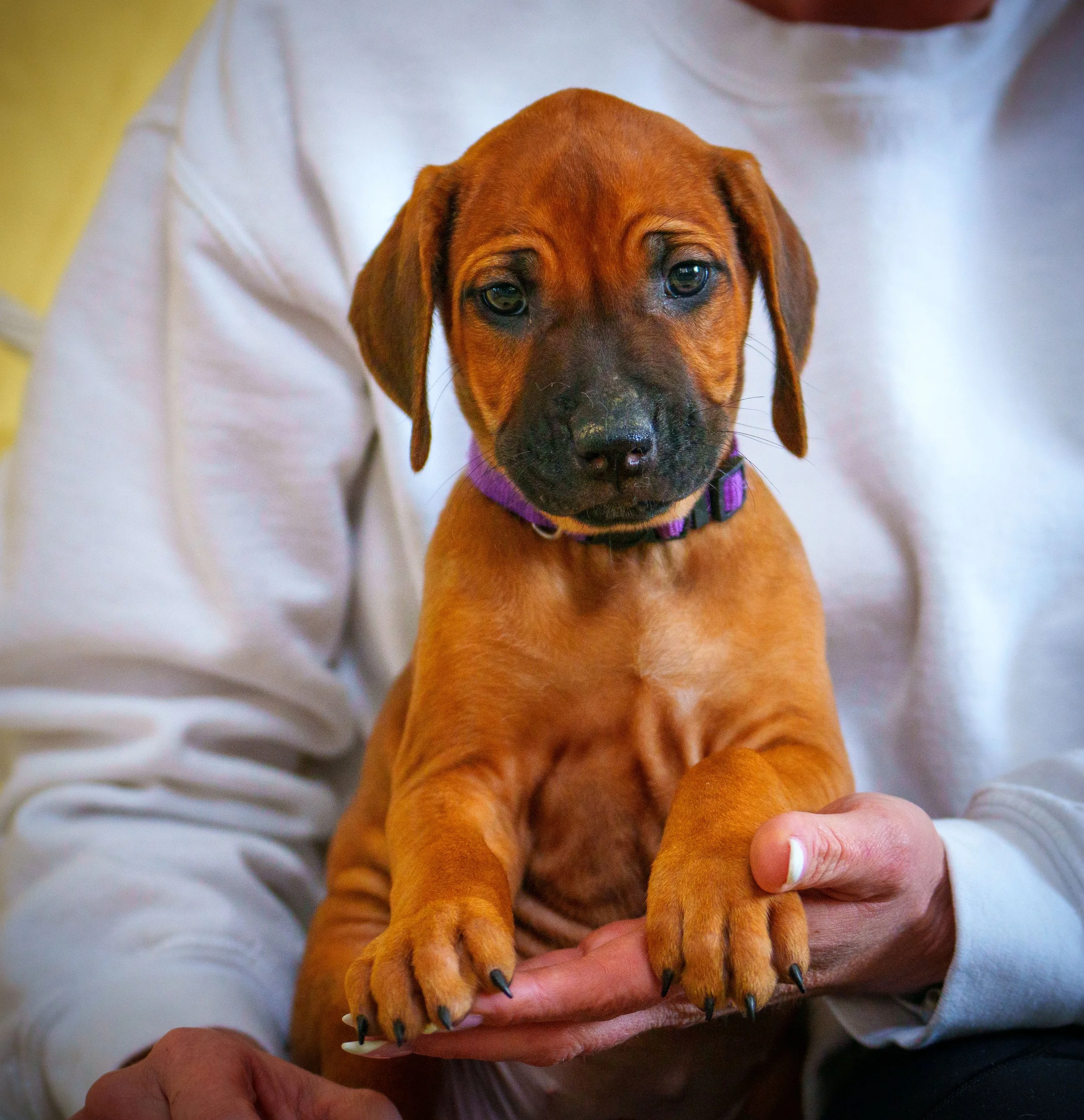 VYI-Jenn_Puppies-Easter-2024_purple-38.jpg