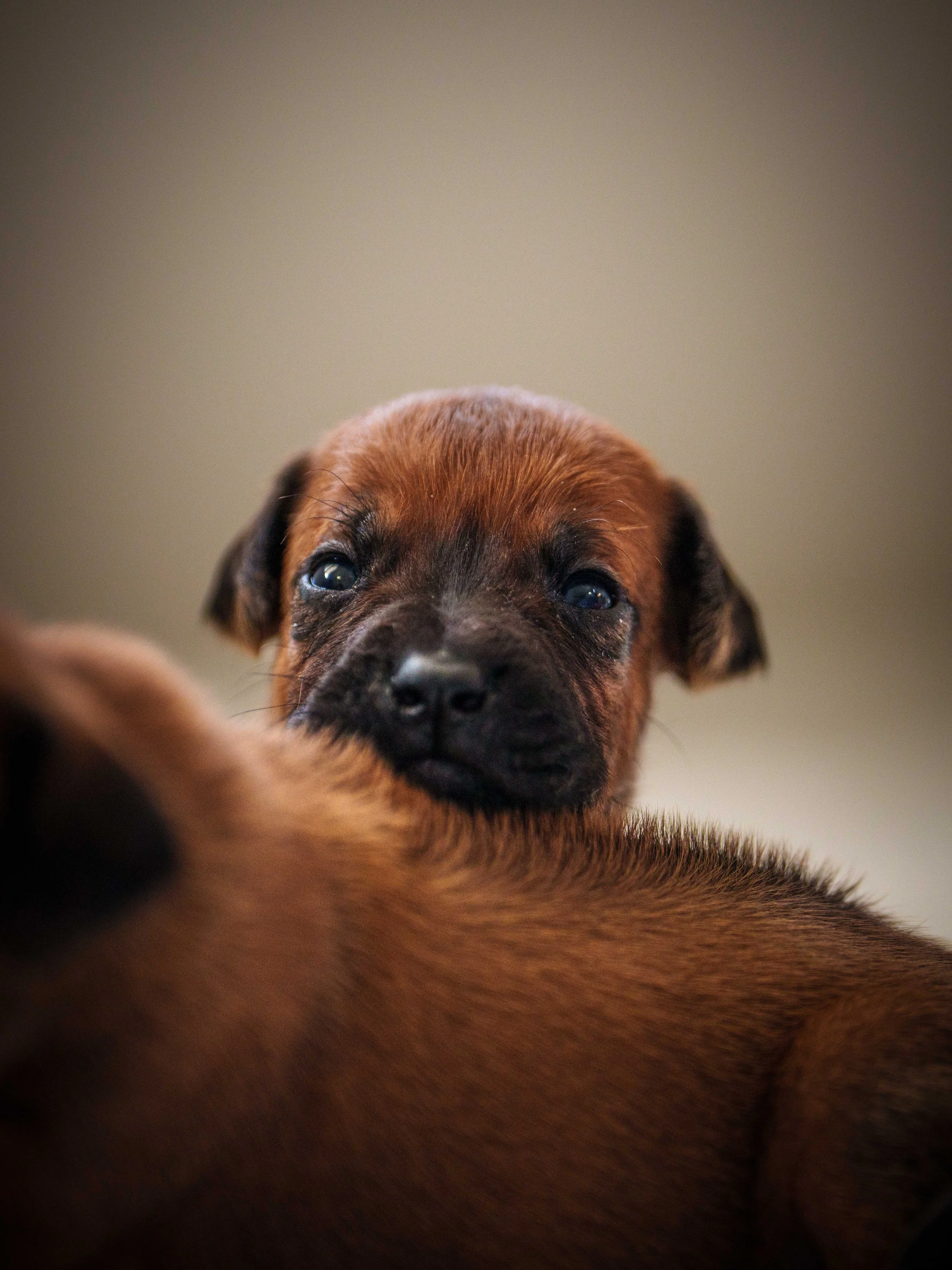 VYI-Jenn-Puppies-2024-Edited-7.jpg