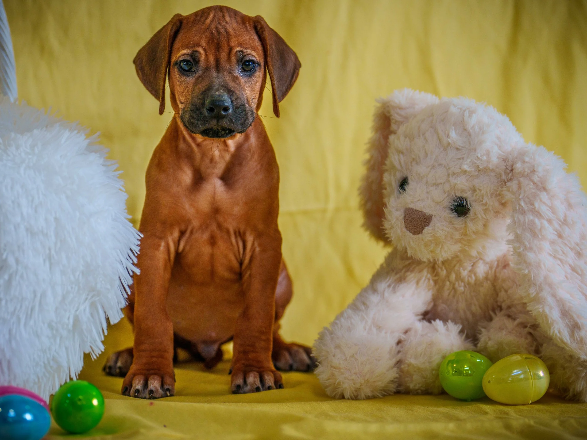 VYI-Jenn_Puppies-Easter-2024-1.jpg