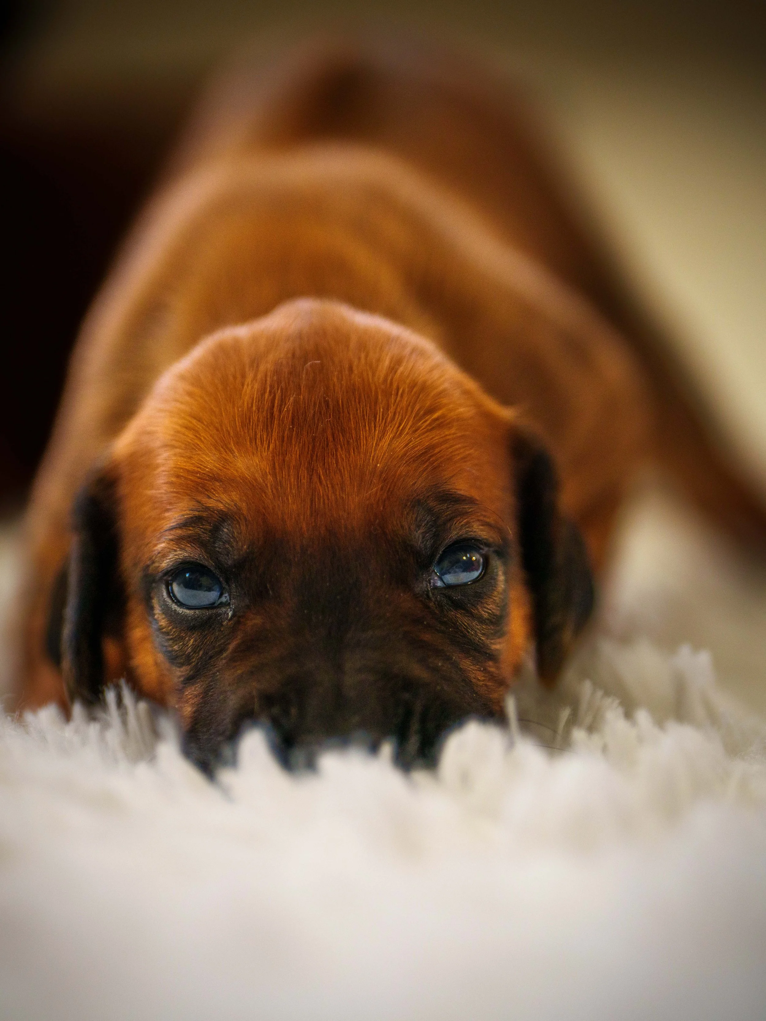 VYI-Jenn-Puppies-2024-Edited-10.jpg