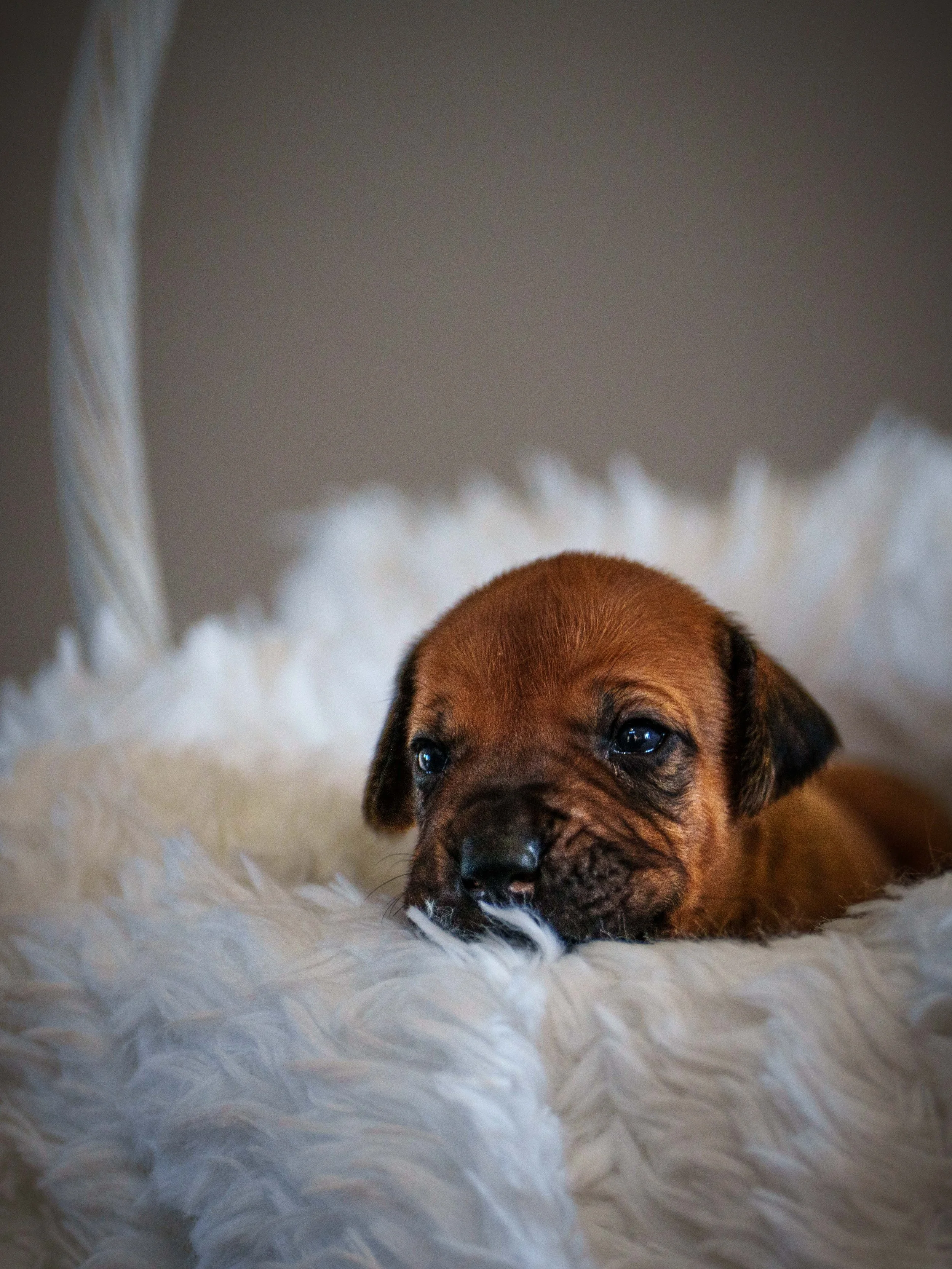 VYI-Jenn-Puppies-2024-Edited-1.jpg