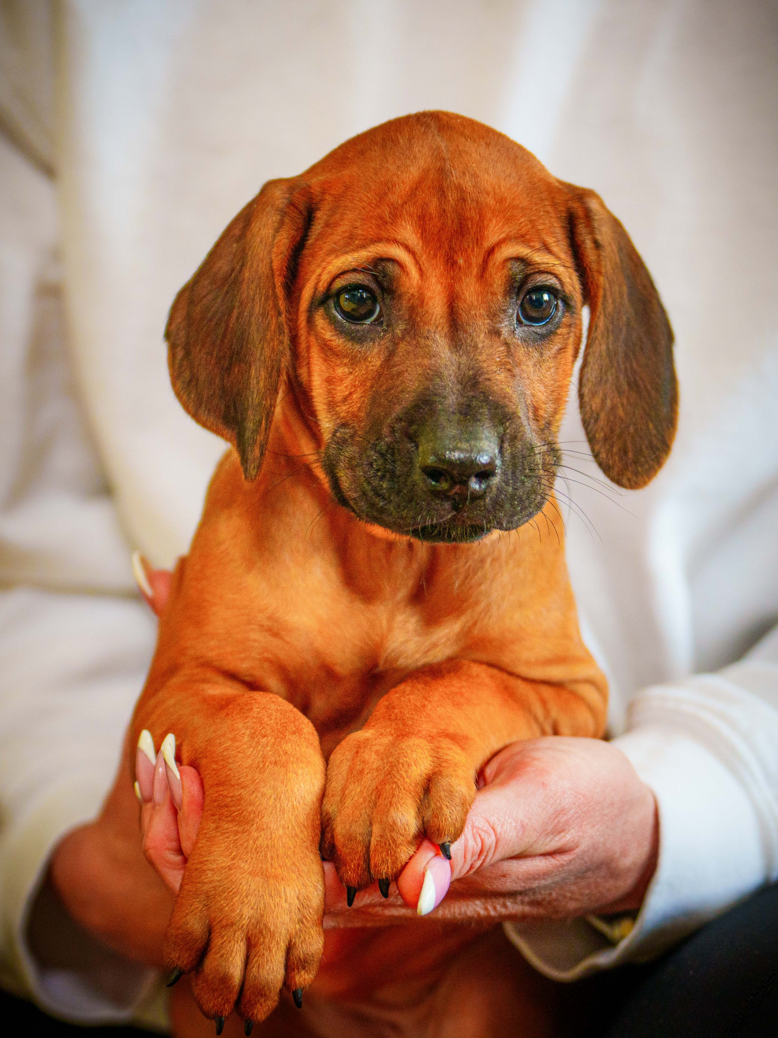 VYI-Jenn_Puppies-Easter-2024_yellow-40.jpg
