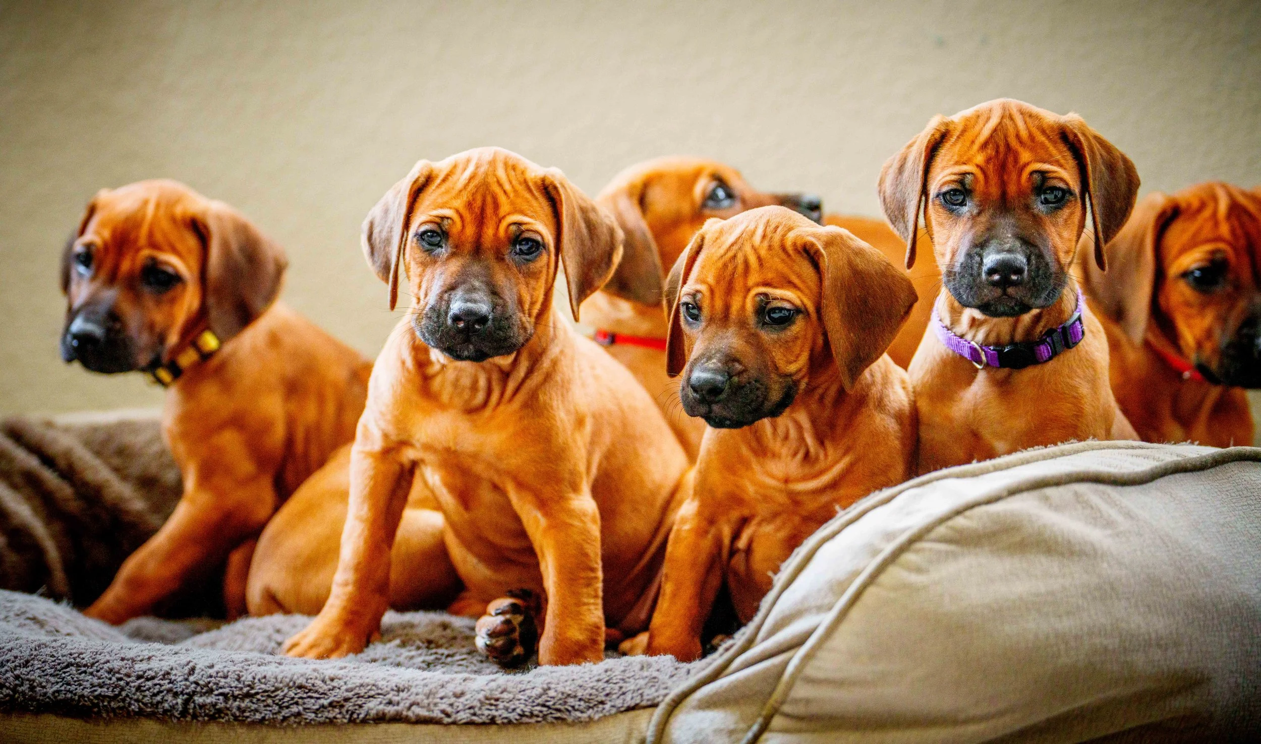 VYI-Jenn_Puppies-Easter-2024_troop-42.jpg