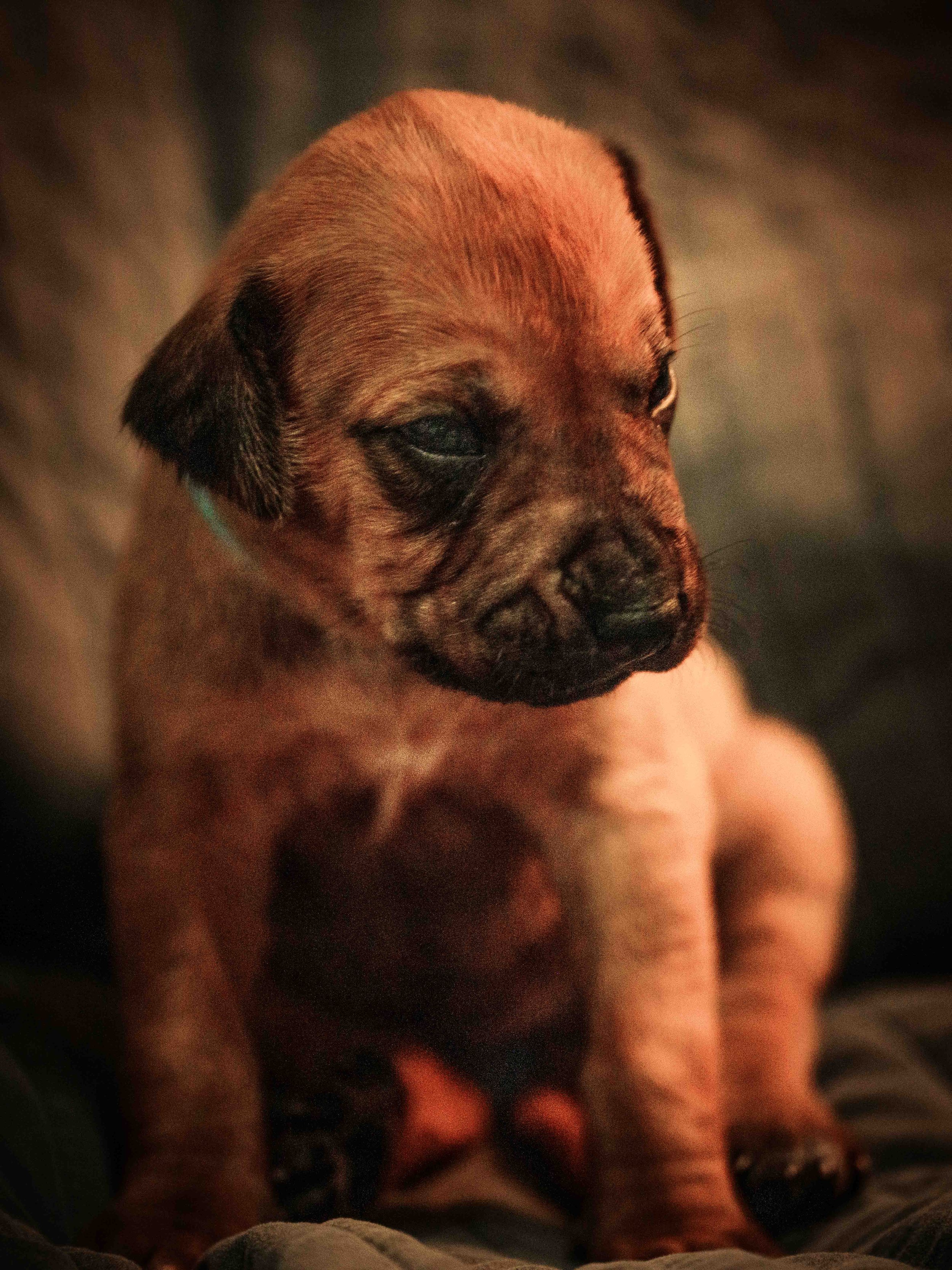 VYI-Jenn-Puppies-2024-Edited-13.jpg